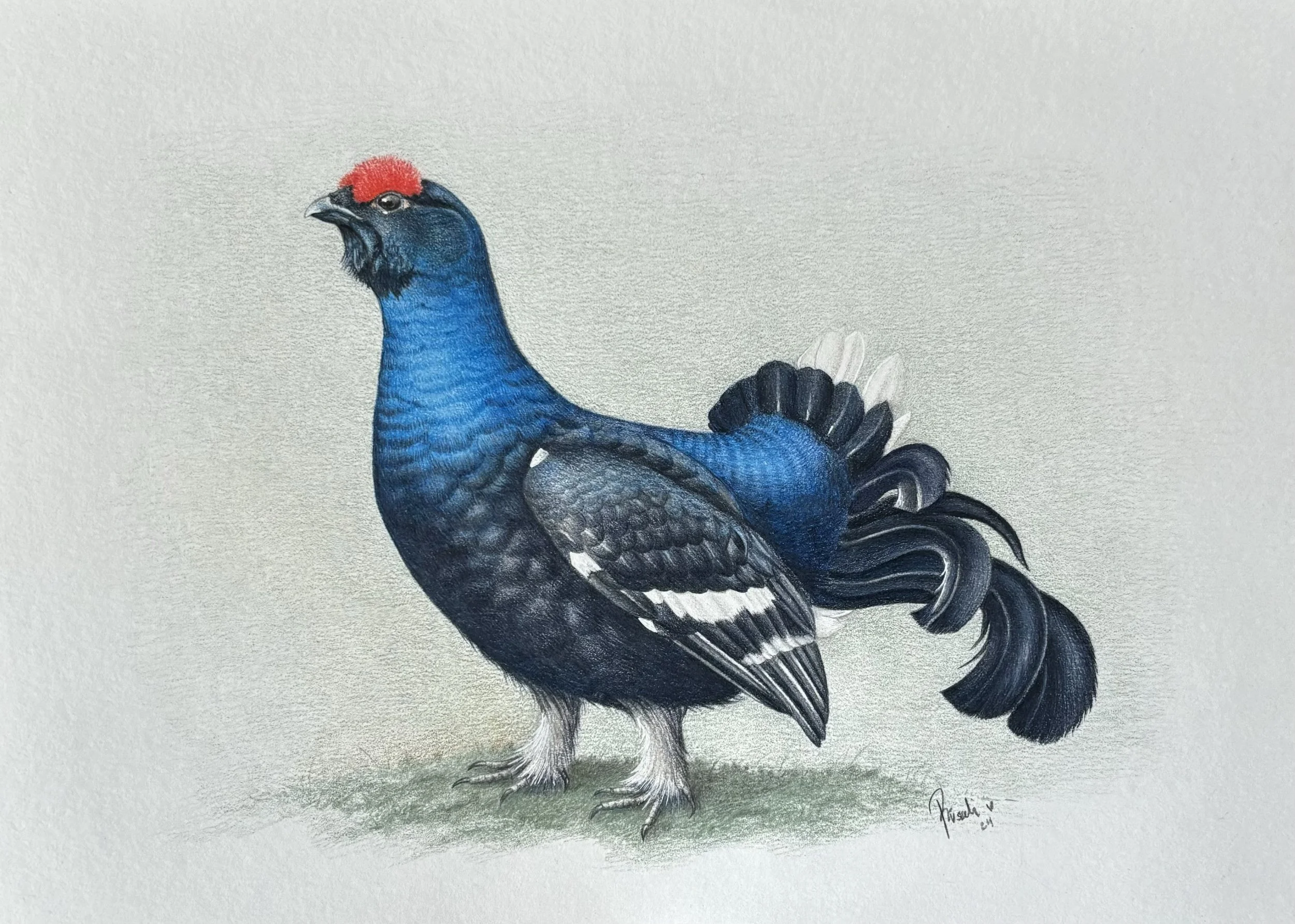 Wildlife Portrait of the Eurasian black grouse