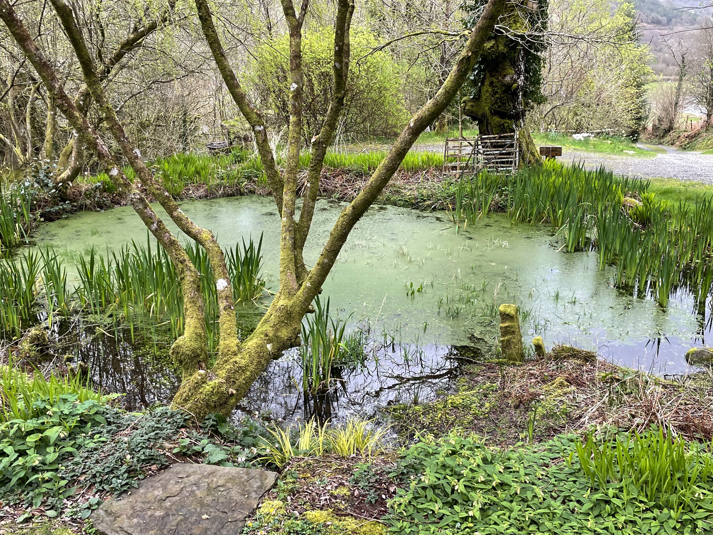 photograph of a lush green pond