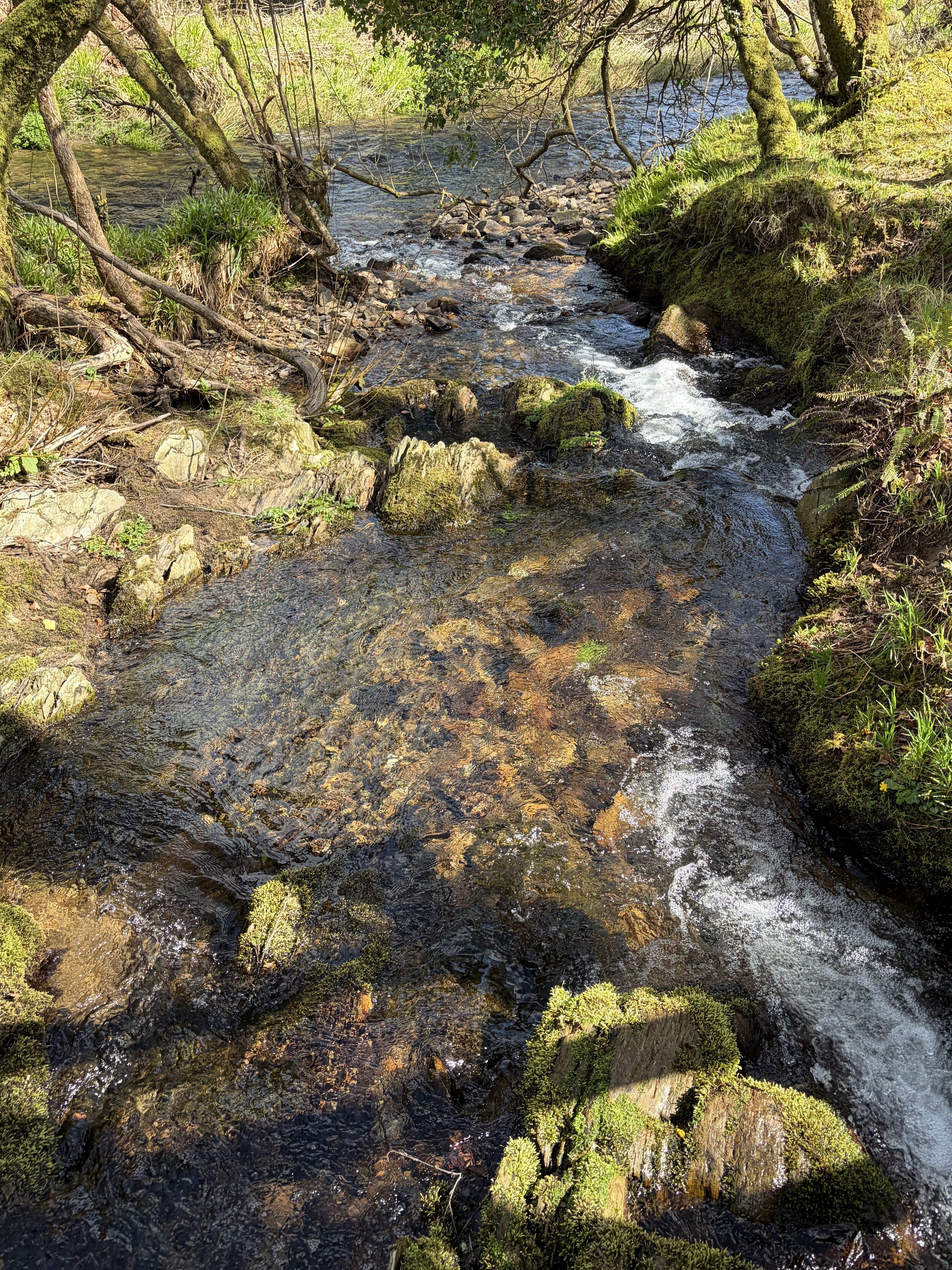 image of a river flowing downstream with green banks and mossy rocks