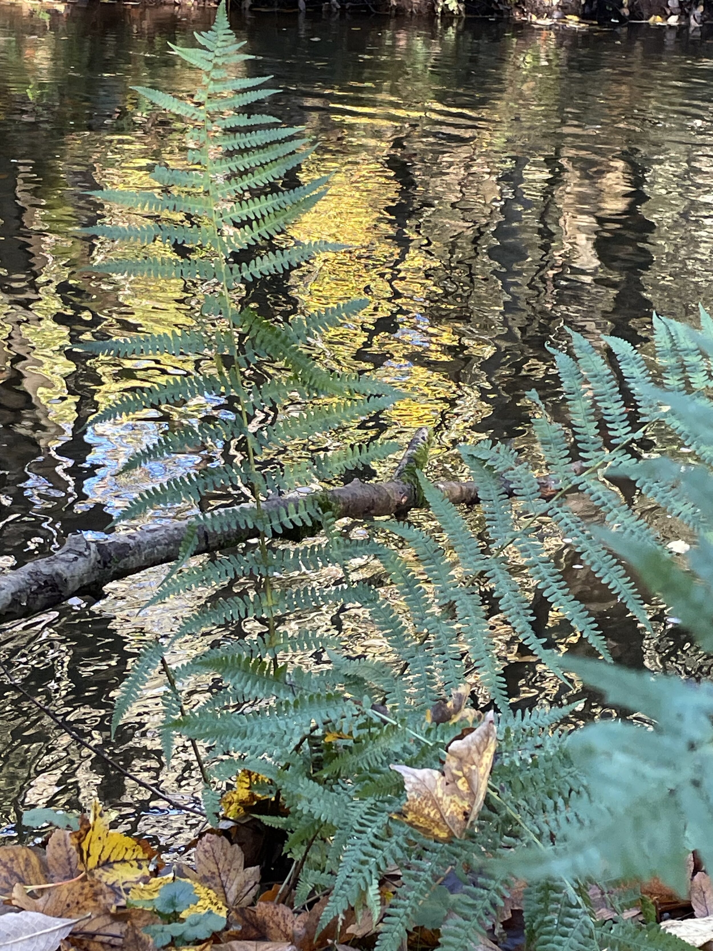 fern against a rippling water backdrop