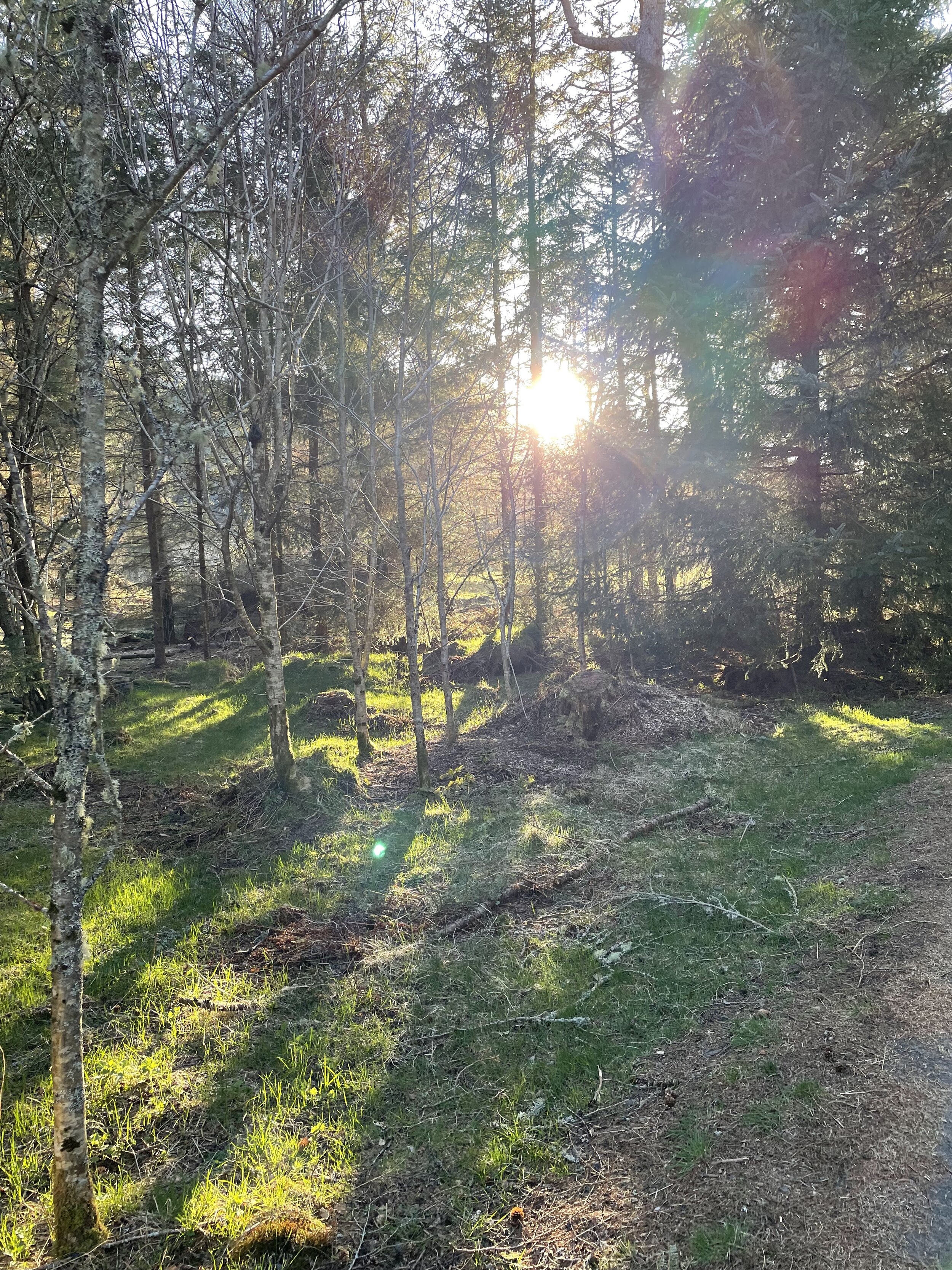image of the sun shining through trees in a wood