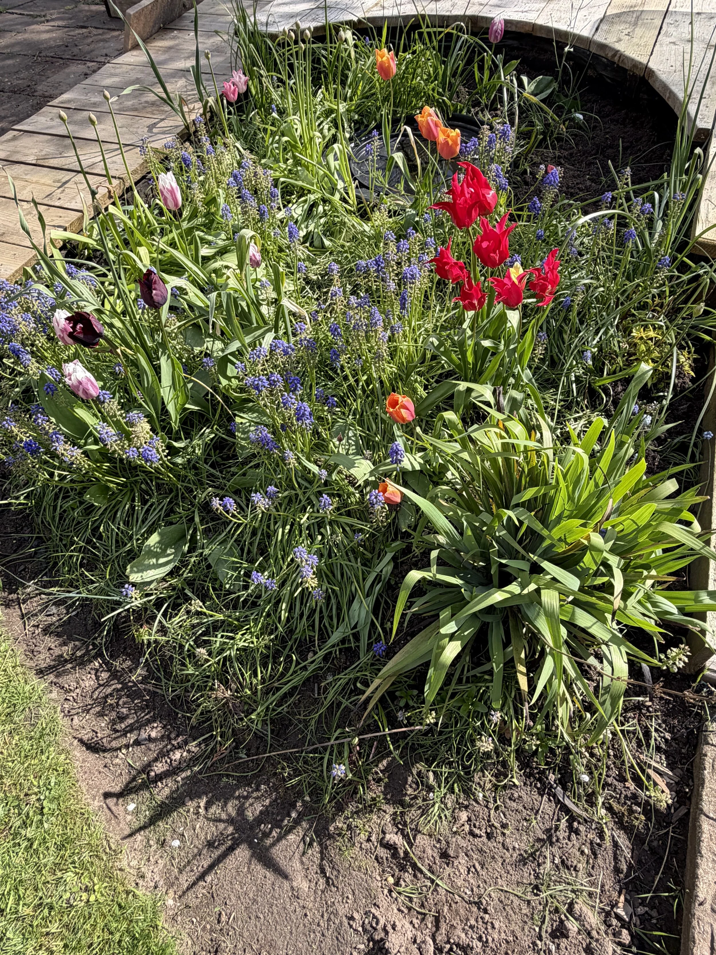 image of a flower bed with red tulips in bloom