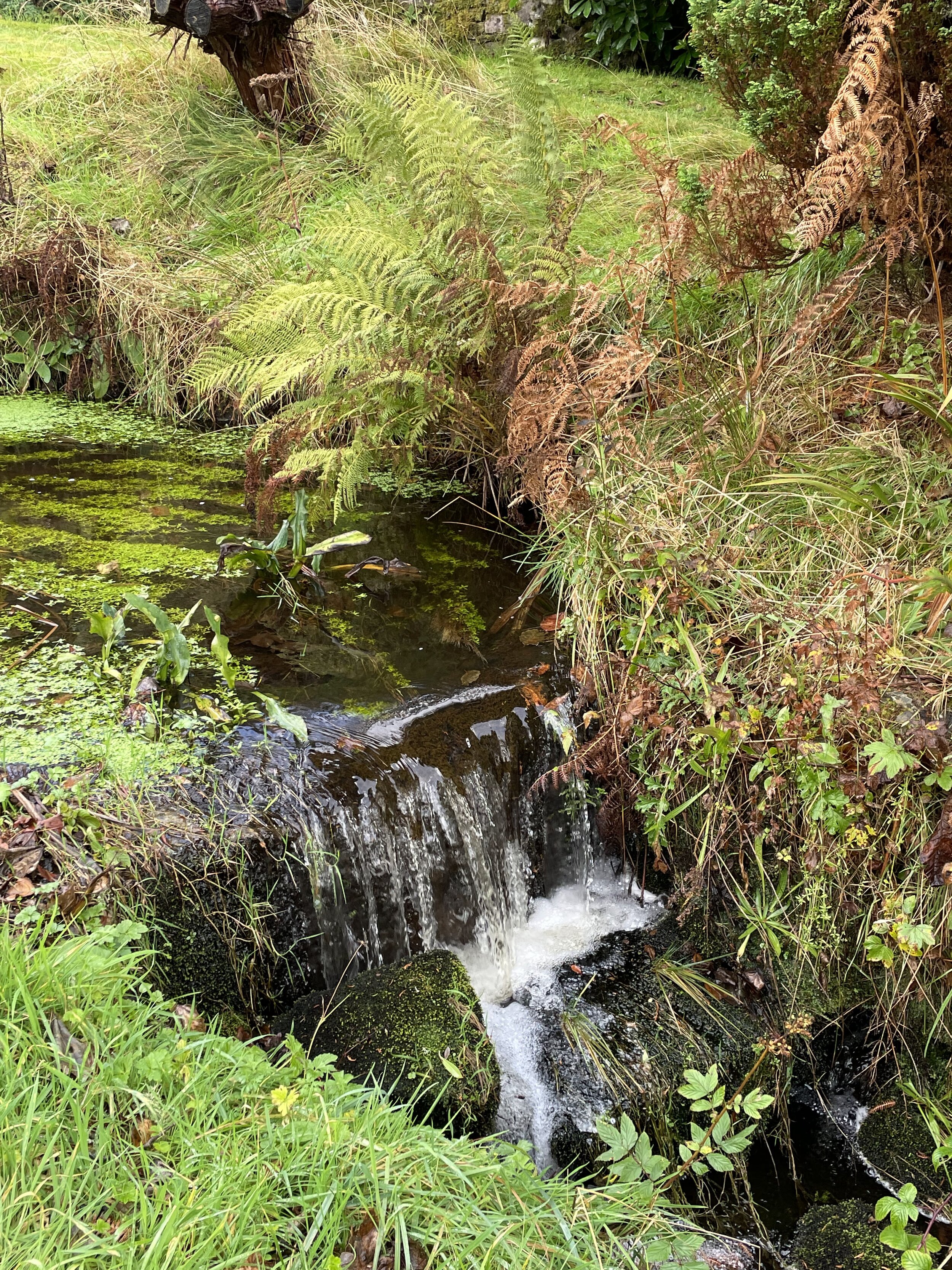 river flowing through ferns and green riverbanks