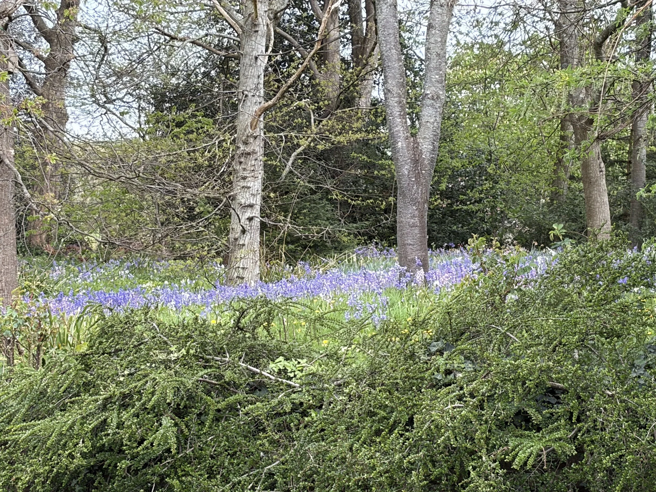 a carpet of bluebells in the wood
