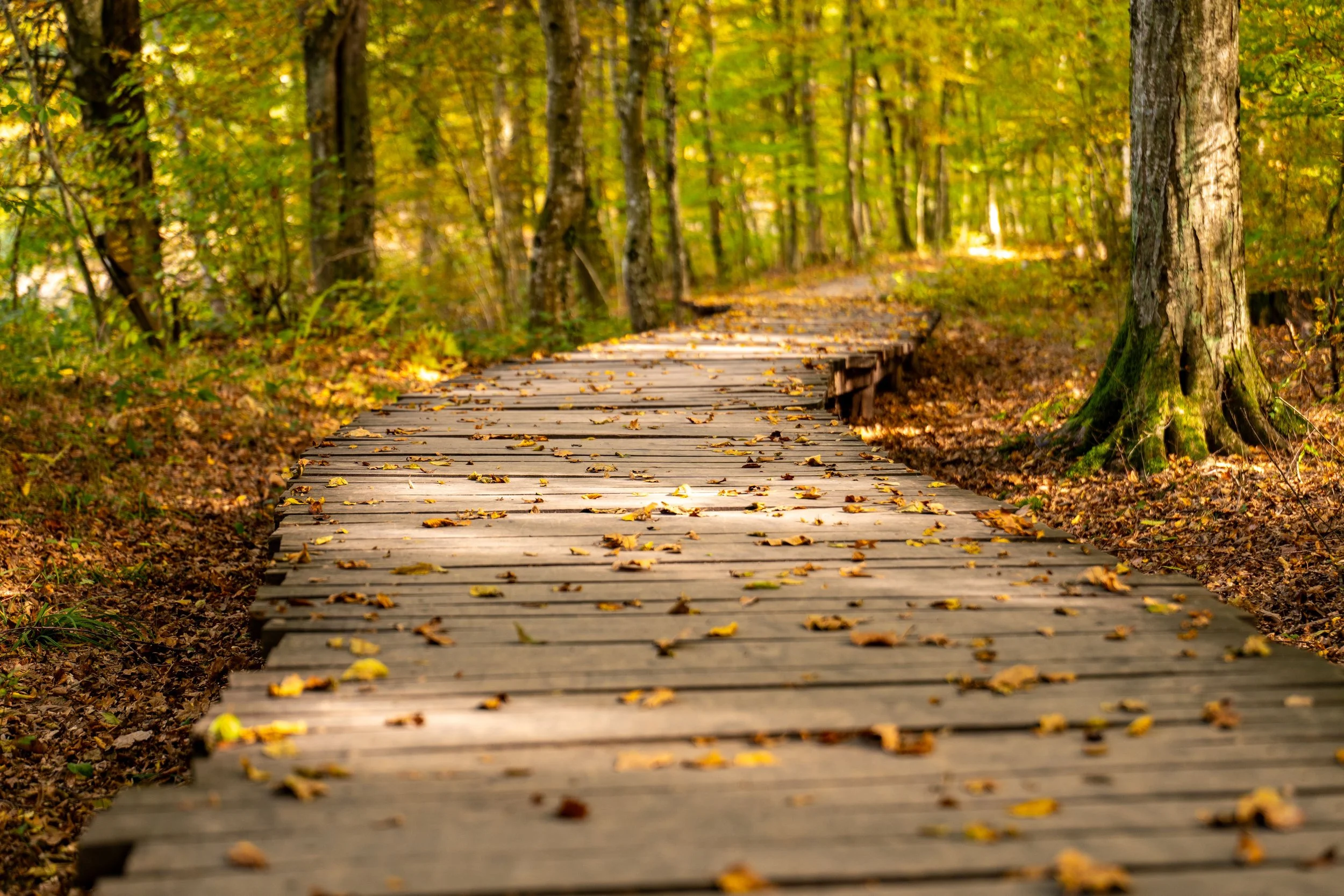  The Healing Path: A Conversation with Mark Flanagan, LCSW and Body Psychotherapist