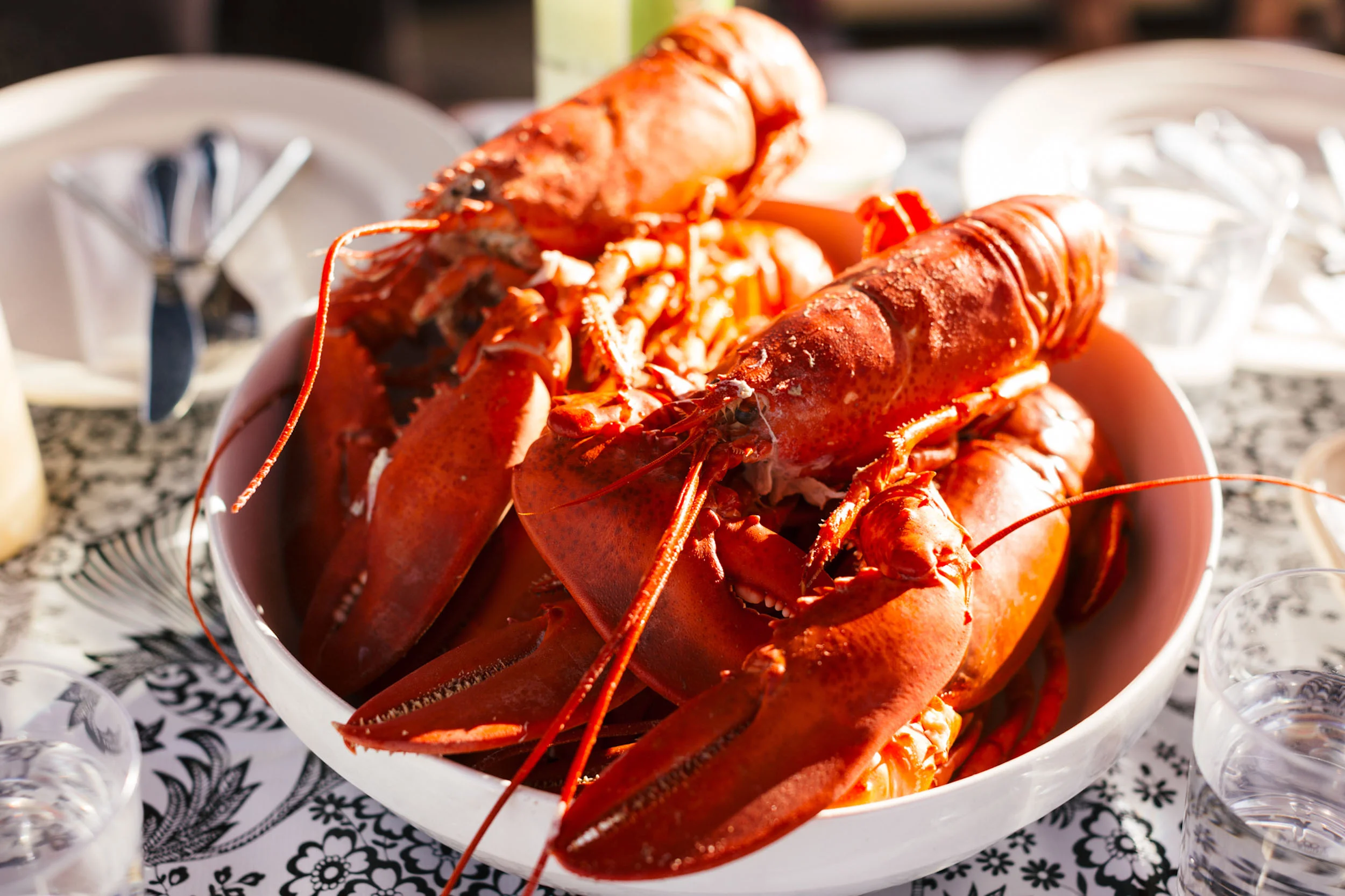 Two lobsters/Allagash-brewing.jpg