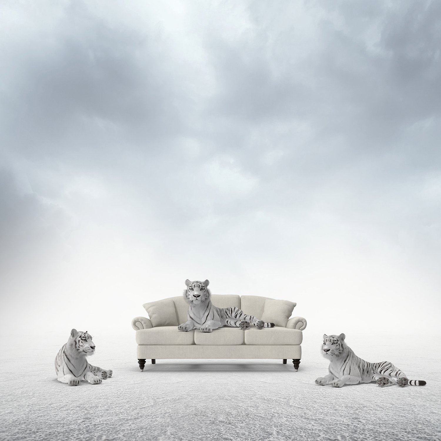 white tigers-1