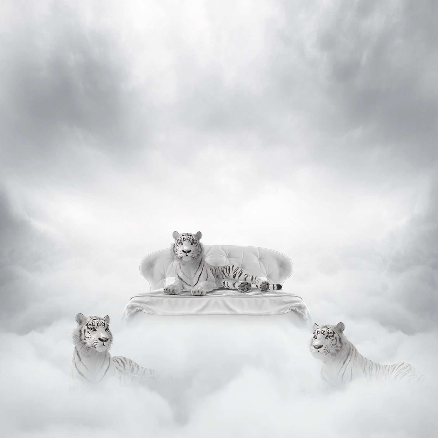 white tigers