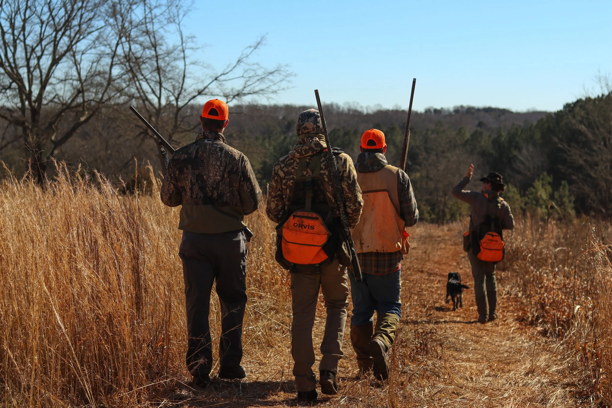 Group of four hunters walking through a grassy trail with a dog, carrying firearms, wearing camouflage and orange safety vests and hats, in a rural outdoor setting with trees and a clear blue sky.