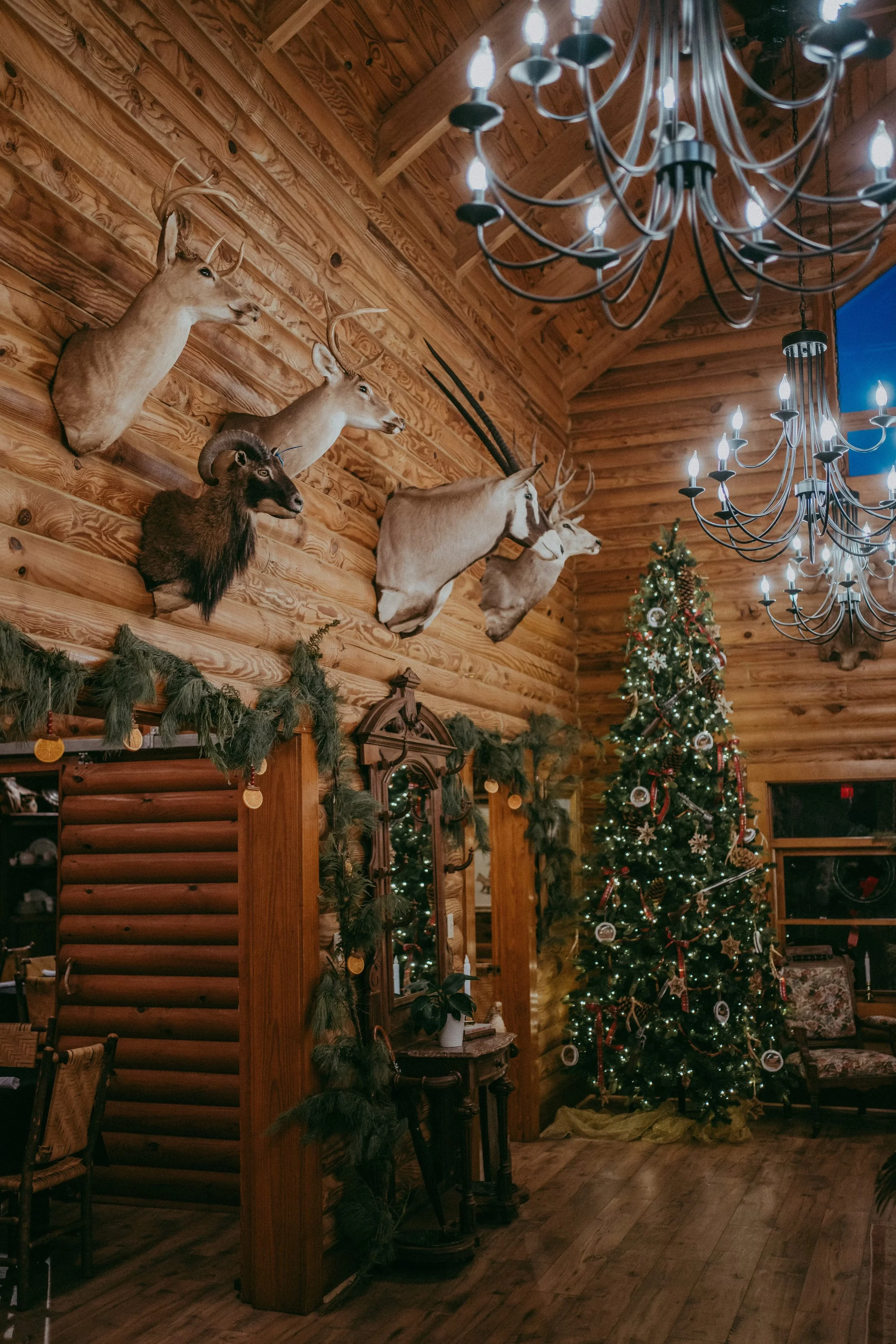 Decorated Christmas tree inside a log cabin with mounted animal heads on the wall and chandeliers hanging from the ceiling.