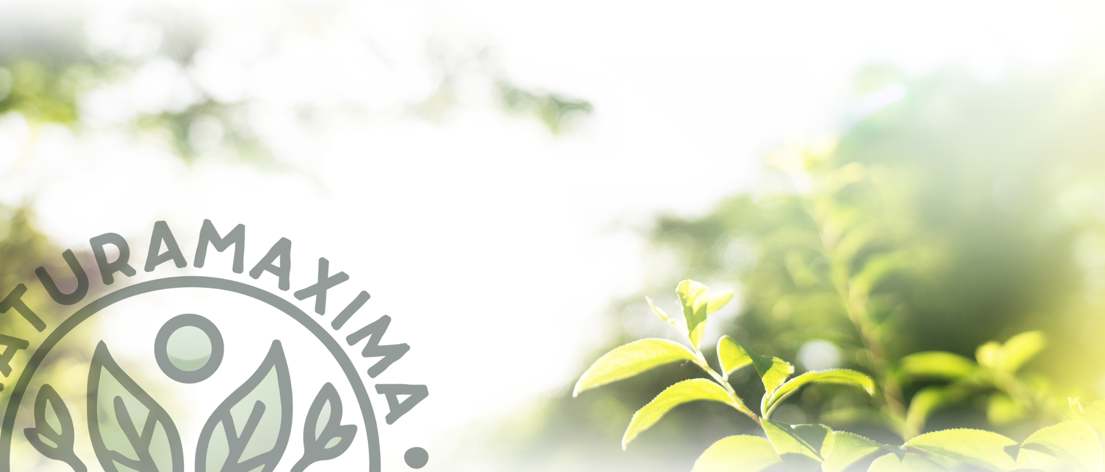 Pianta con foglie verdi e logo parziale di Artemuraxim in sovrapposizione, sfondo naturale con luce solare.