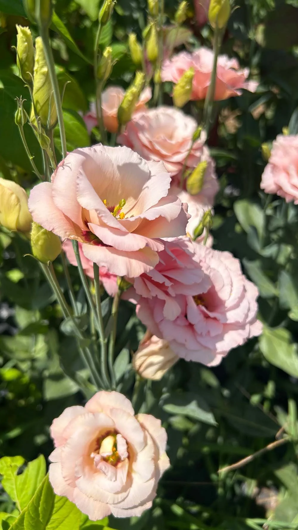 Pink Lisianthus at The Flower Meadow Flower Farm, Coweta, OK.jpg