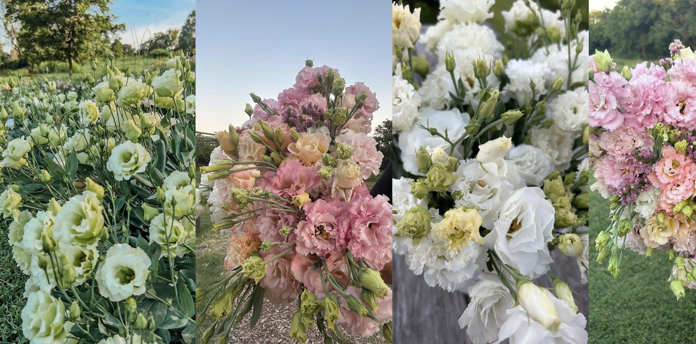 LISIANTHUS (Late June to Early July Season)