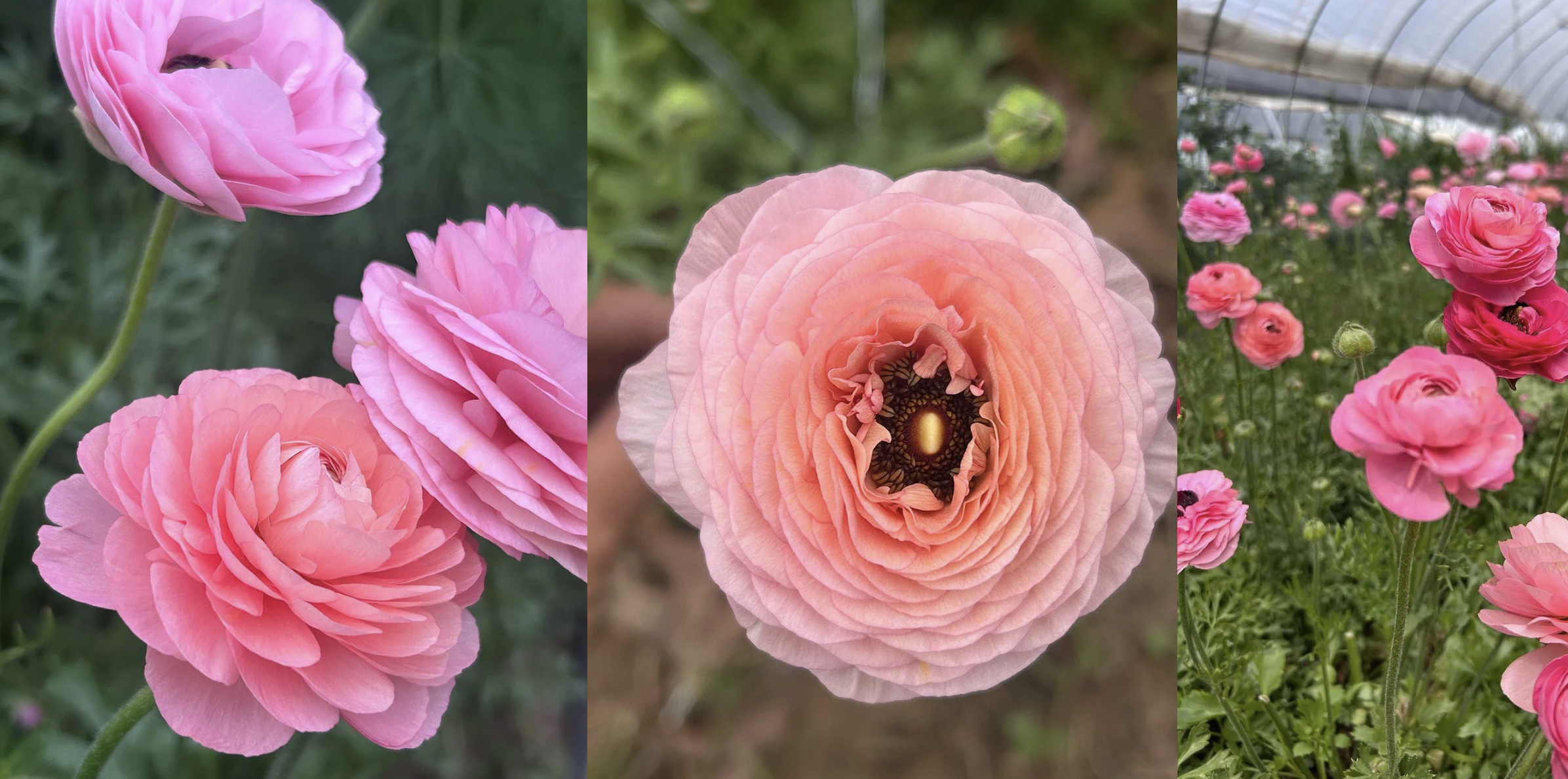 RANUNCULUS (April Blooms)