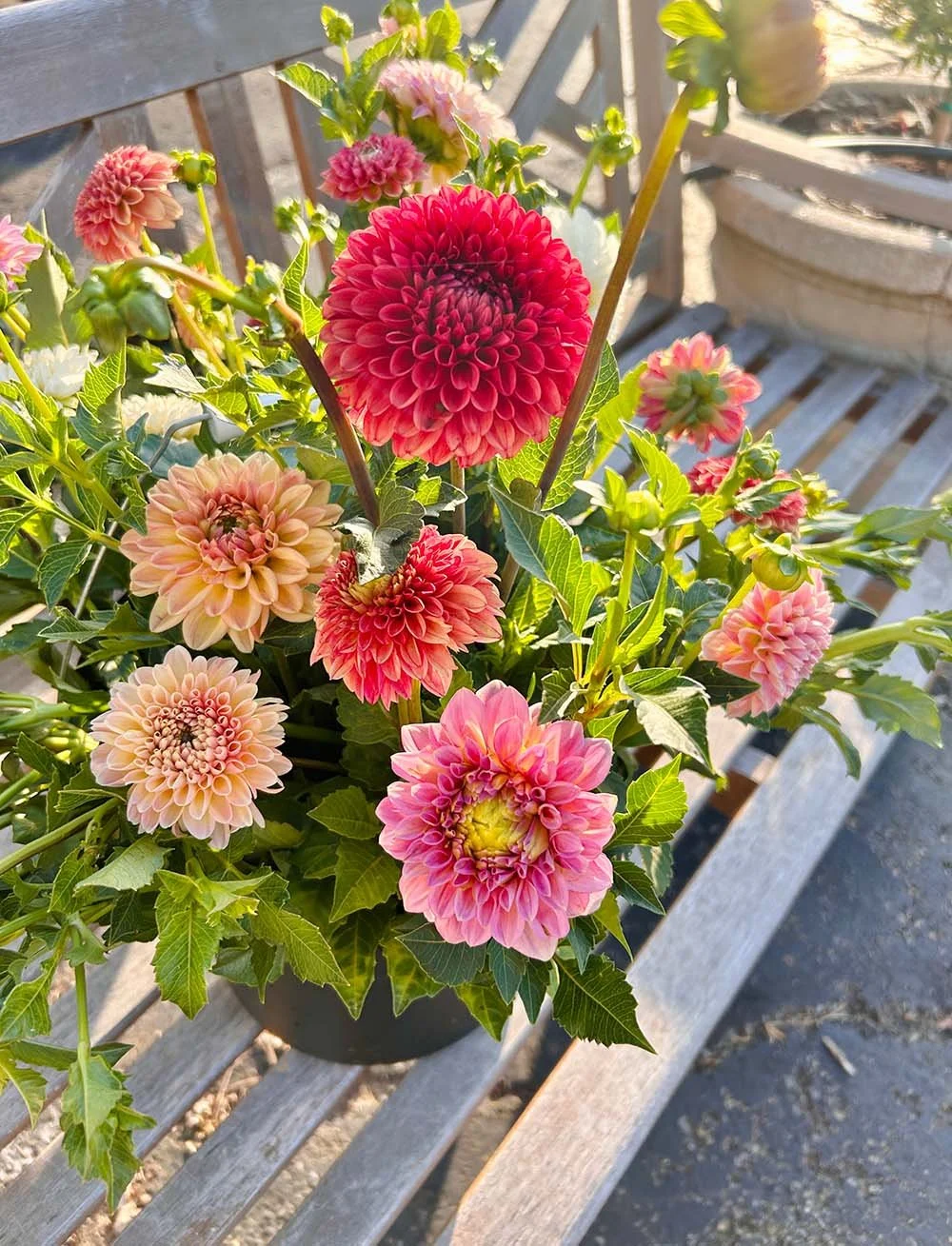 Dahlias at The Flower Meadow.jpg