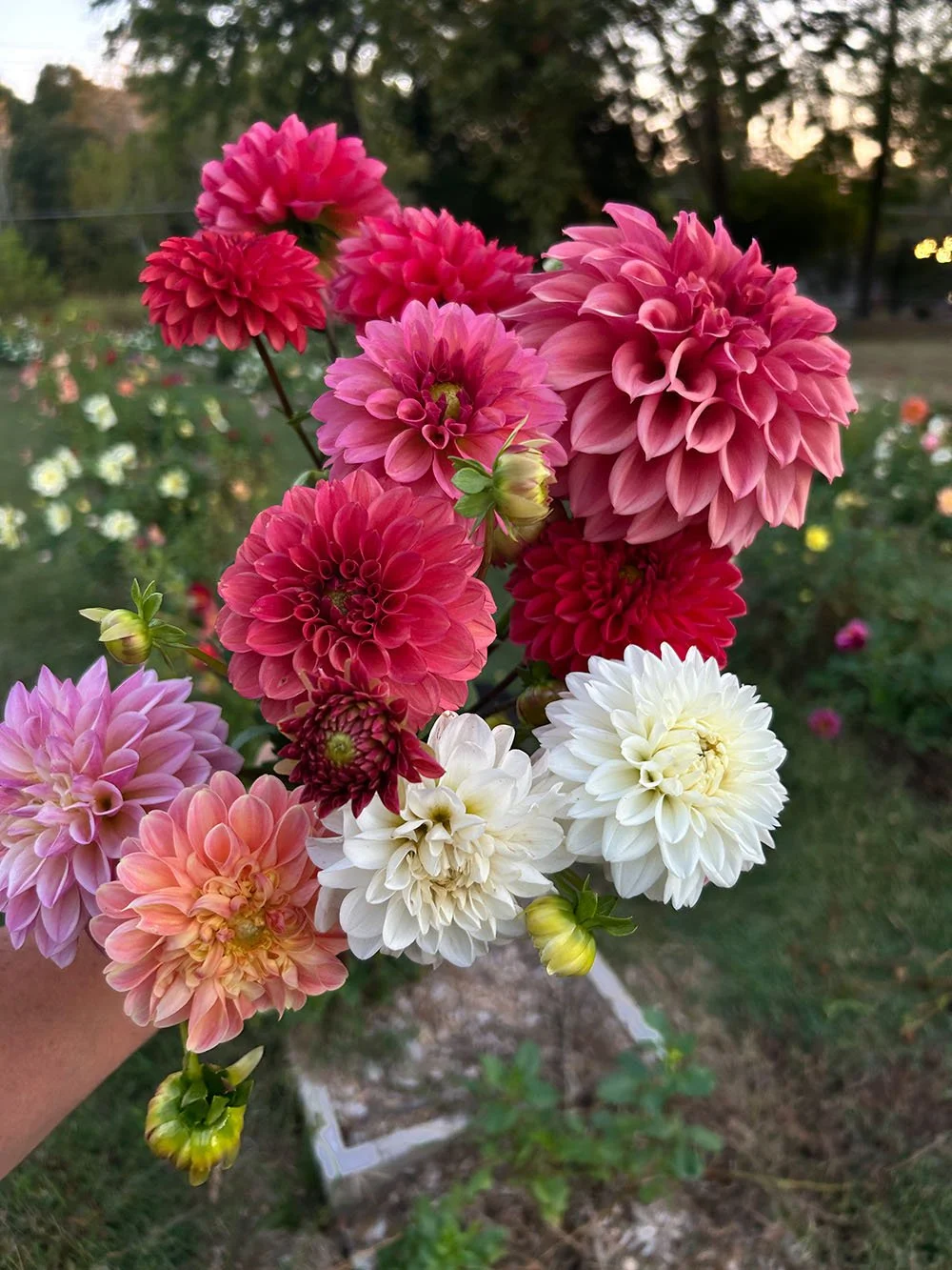 Dahlias .jpg