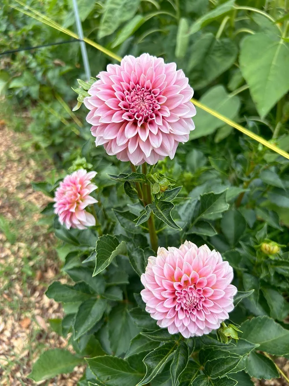 Dahlias Pink at The Flower Meadow.jpg