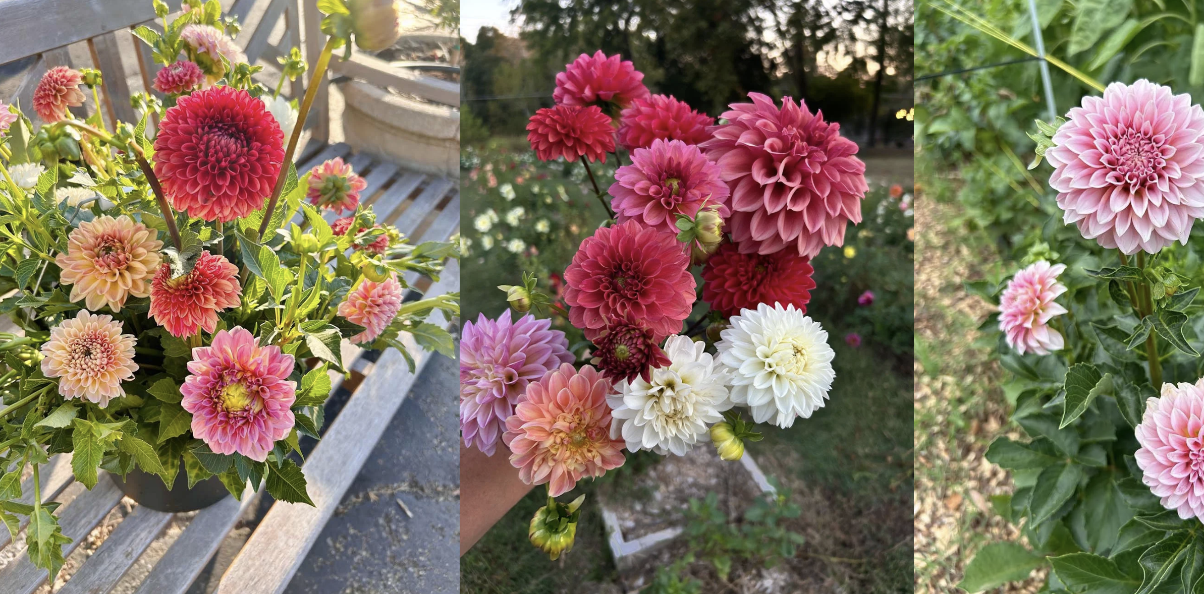 DAHLIAS (The Flower of September)