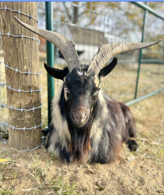 A goat lying on the ground with large curved horns, black and white fur, and a beard, next to a wooden post and garden fenceat The Flower Meadow You Pick Flower Farm and Barnyard Petting in Coweta, Ok