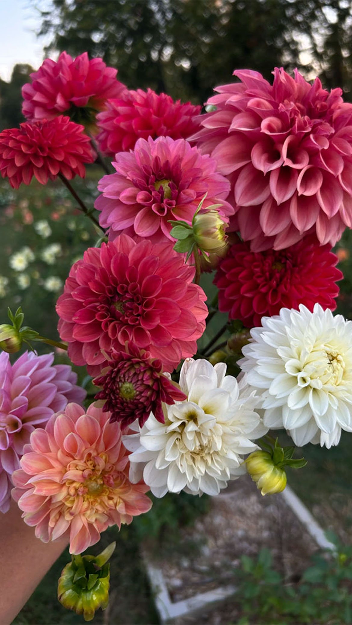 Dahlia Bouquet at The Flower Meadow Flower Farm near Tulsa.jpg
