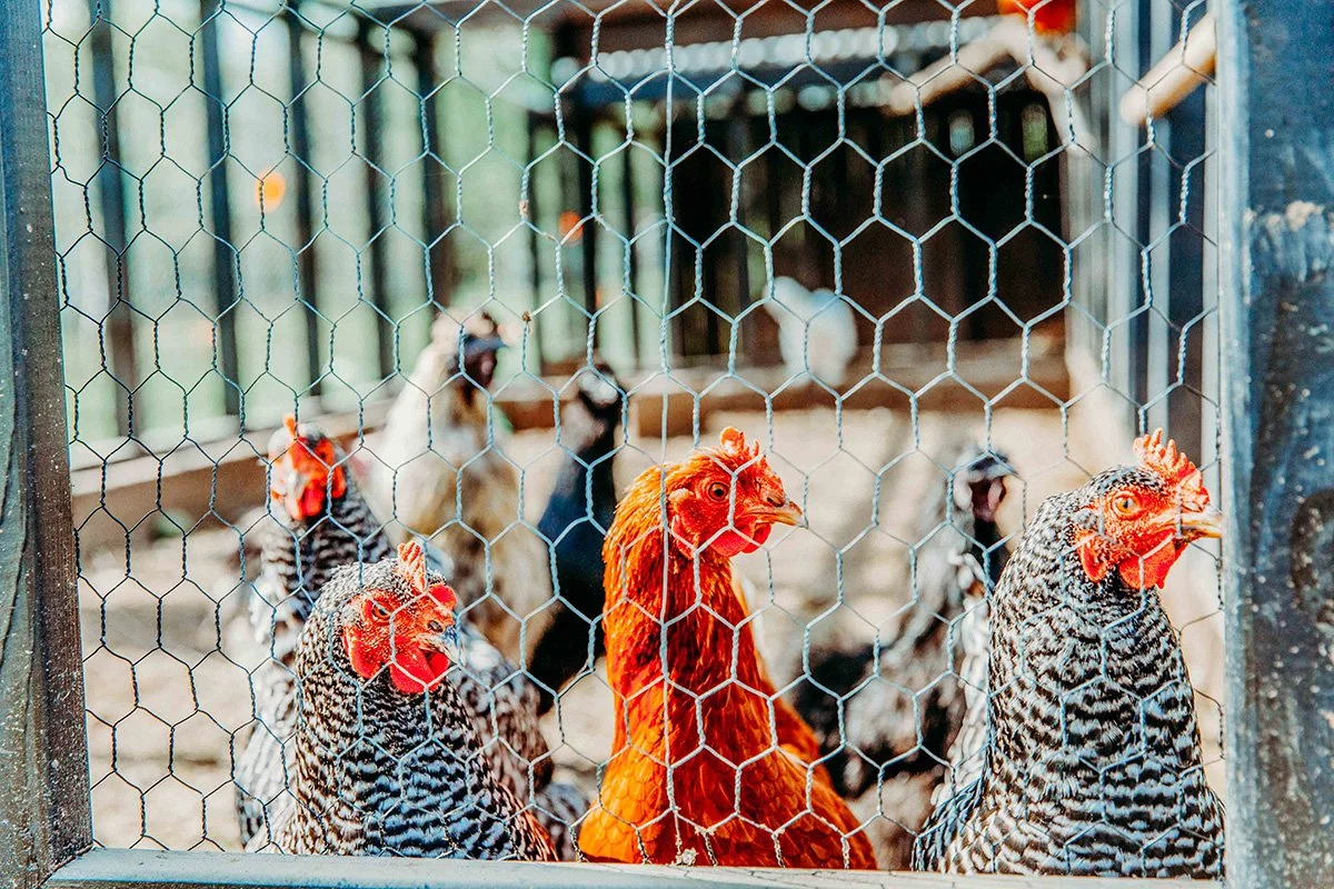 Several chickens inside a fenced enclosure, looking out  at The Flower Meadow Flower Farm and Barnyard Petting in Coweta, Ok