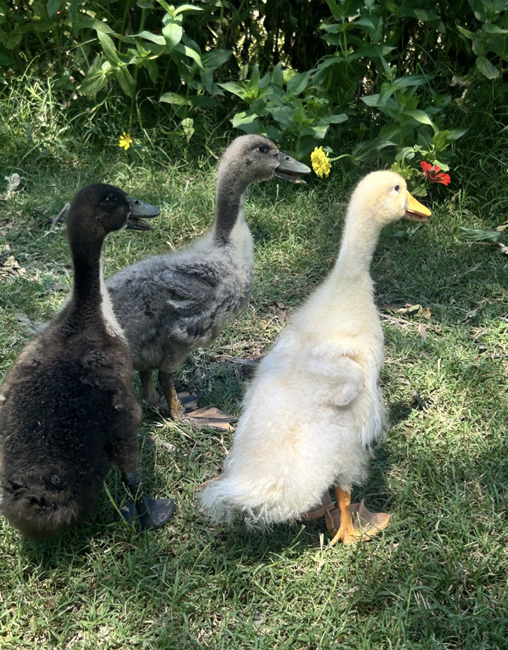 Three ducklings, one black, one gray, and one white, standing on grass near green plants and yellow and red flowers  at The Flower Meadow Flower Farm in Coweta, Ok.