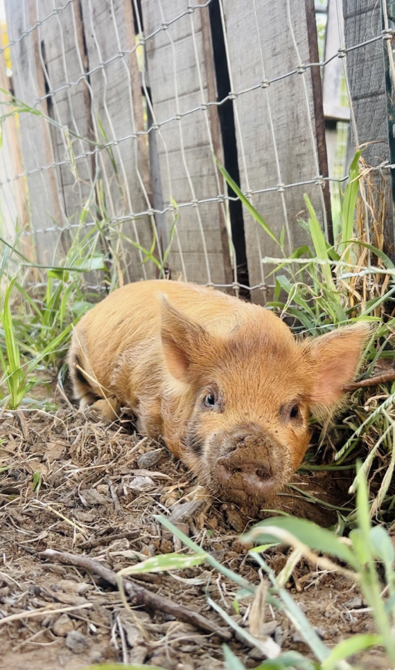 Young piglet lying on dirt and grass, outdoors in a fenced area  at The Flower Meadow Flower Farm and Barnyard in Coweta, Ok