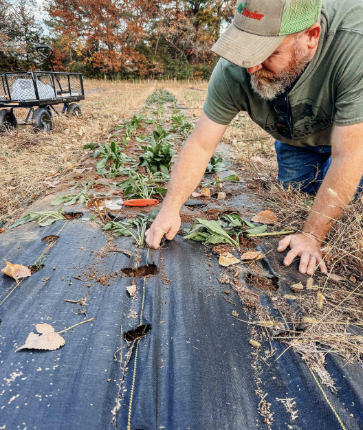 A man planting or tending to young plants in a garden bed covered with black landscape fabric, with a garden cart nearby, during autumn.