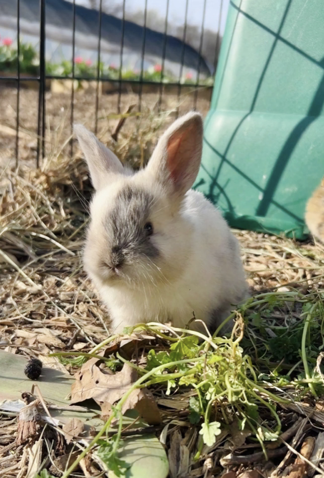 A small bunny with white and gray fur sitting outdoors on a patch of dry leaves and green plants,  at The Flower Meadow Flower Farm and Barnyard Petting in Coweta, Ok