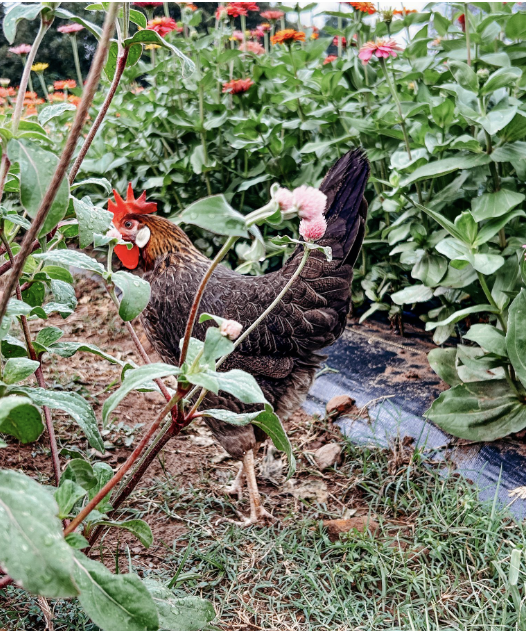 A chicken standing among green plants and flowers in a garden.