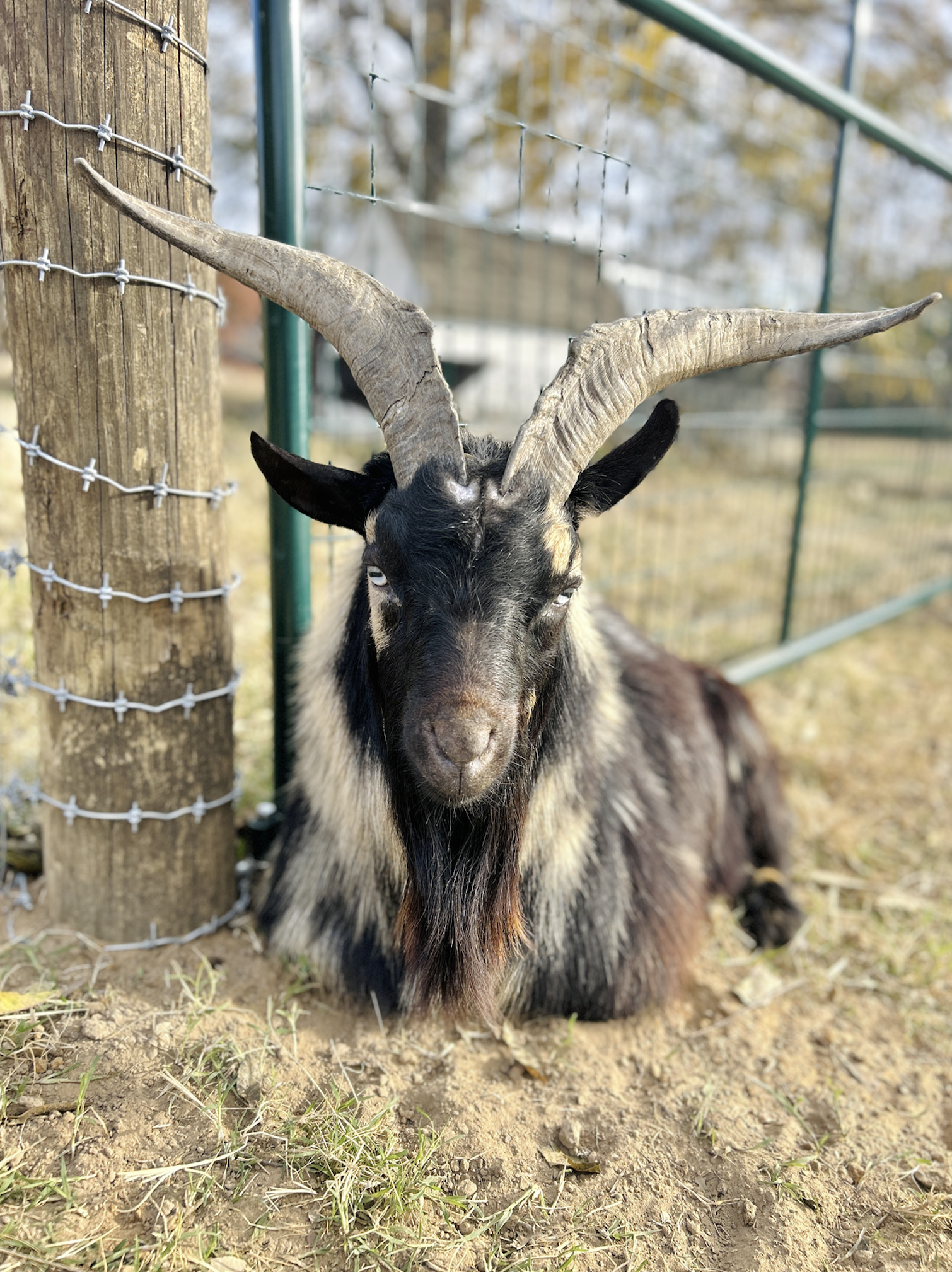 A black and tan goat with large curved horns sitting outdoors  at The Flower Meadow Flower Farm and Barnyard Petting in Coweta, Ok