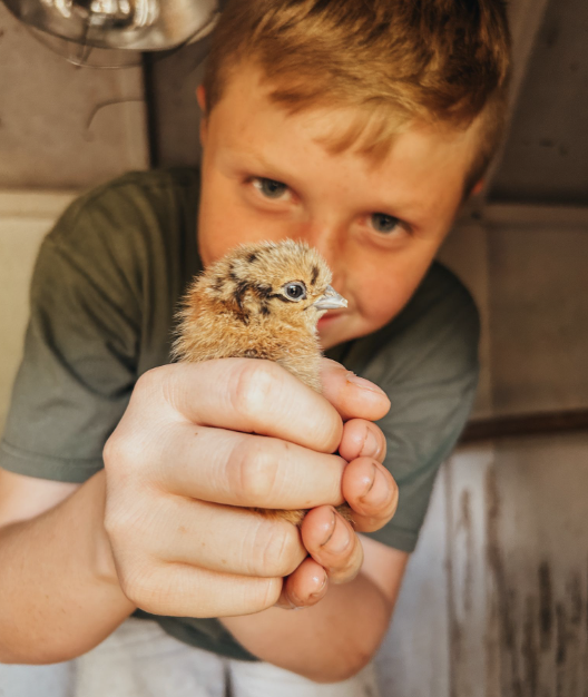 A young boy holding a small, fluffy baby chick in his hand, looking at it with curiosity at The Flower Meadow You Pick Flower Farm and Barnyard Petting in Coweta, Ok