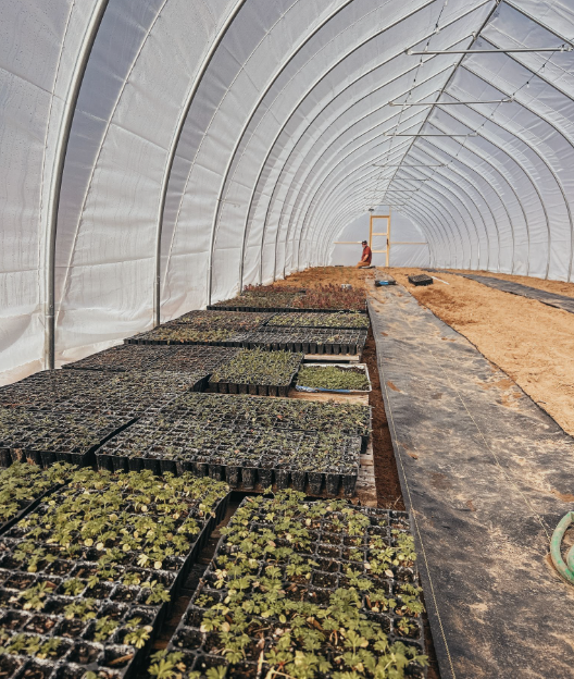 Inside a greenhouse with trays of seedling plants on the left and a worker tending to the plants in the background on the right.