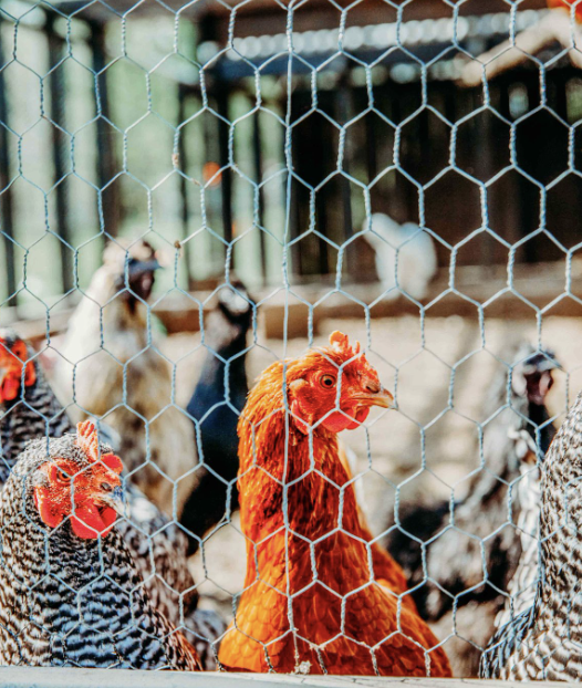 A group of chickens inside a wire enclosure, with a prominent orange hen in the center at The Flower Meadow You Pick Flower Farm and Barnyard Petting in Coweta, Ok