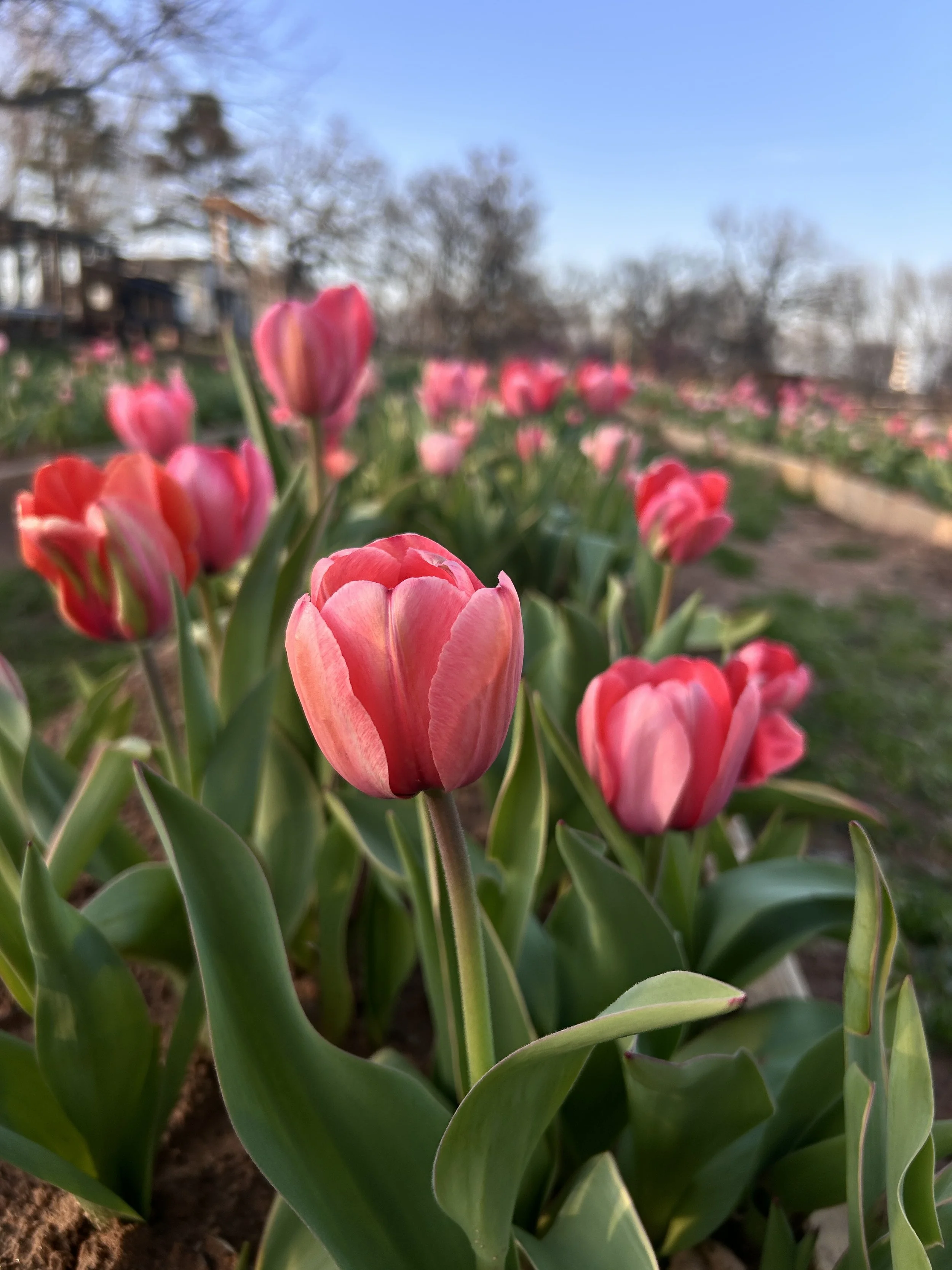 Close-up of pink and white tulip flowers in a garden with a blue sky and trees in the background  at The Flower Meadow You Pick Flower Farm and Barnyard Petting in Coweta, Ok