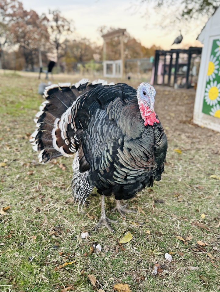 A turkey standing on grass with fallen leaves, with a blurred background showing a small structure decorated with flowers and a fenced area  at The Flower Meadow Flower Farm and Barnyard in Coweta, Ok