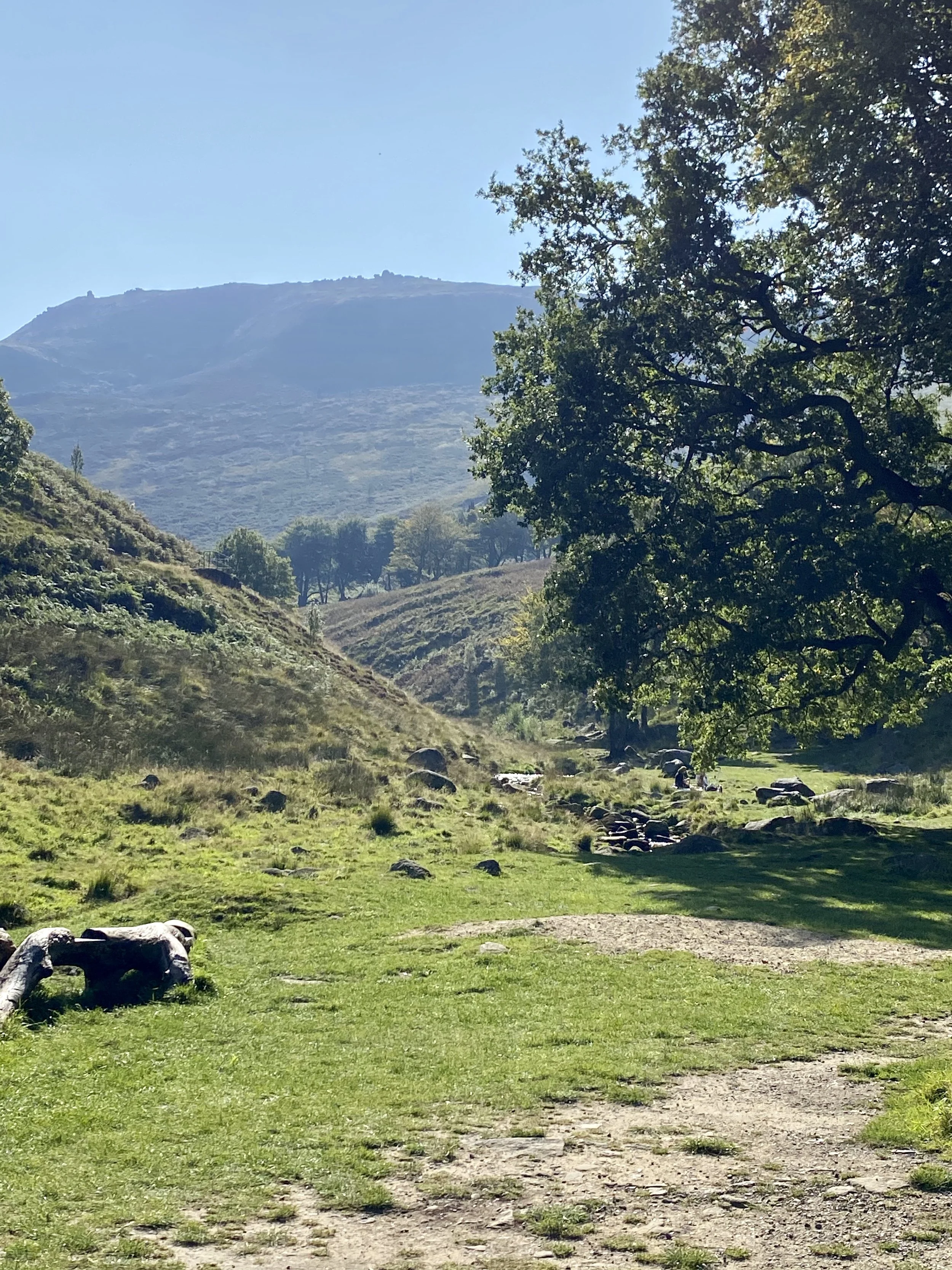 A scenic trail through a grassy hillside with large rocks and a large leafy tree, with mountains and a clear blue sky in the background.