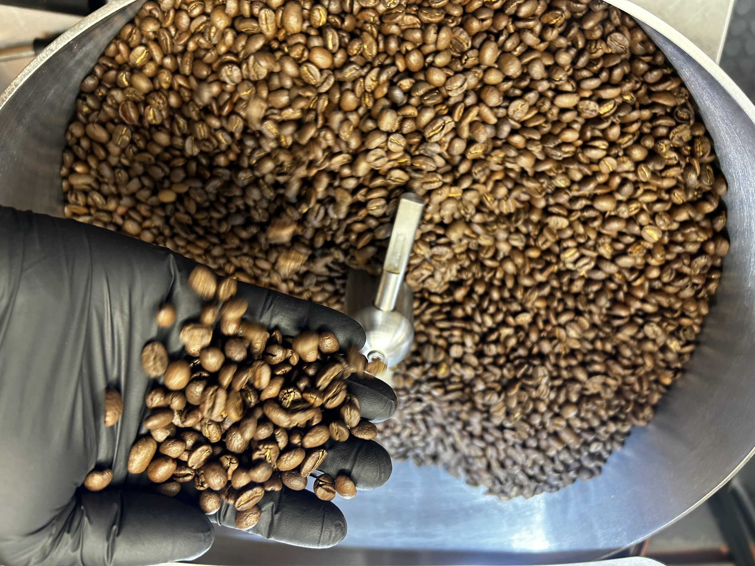 Close-up of a hand wearing a black glove holding roasted coffee beans over a metal container filled with more coffee beans.