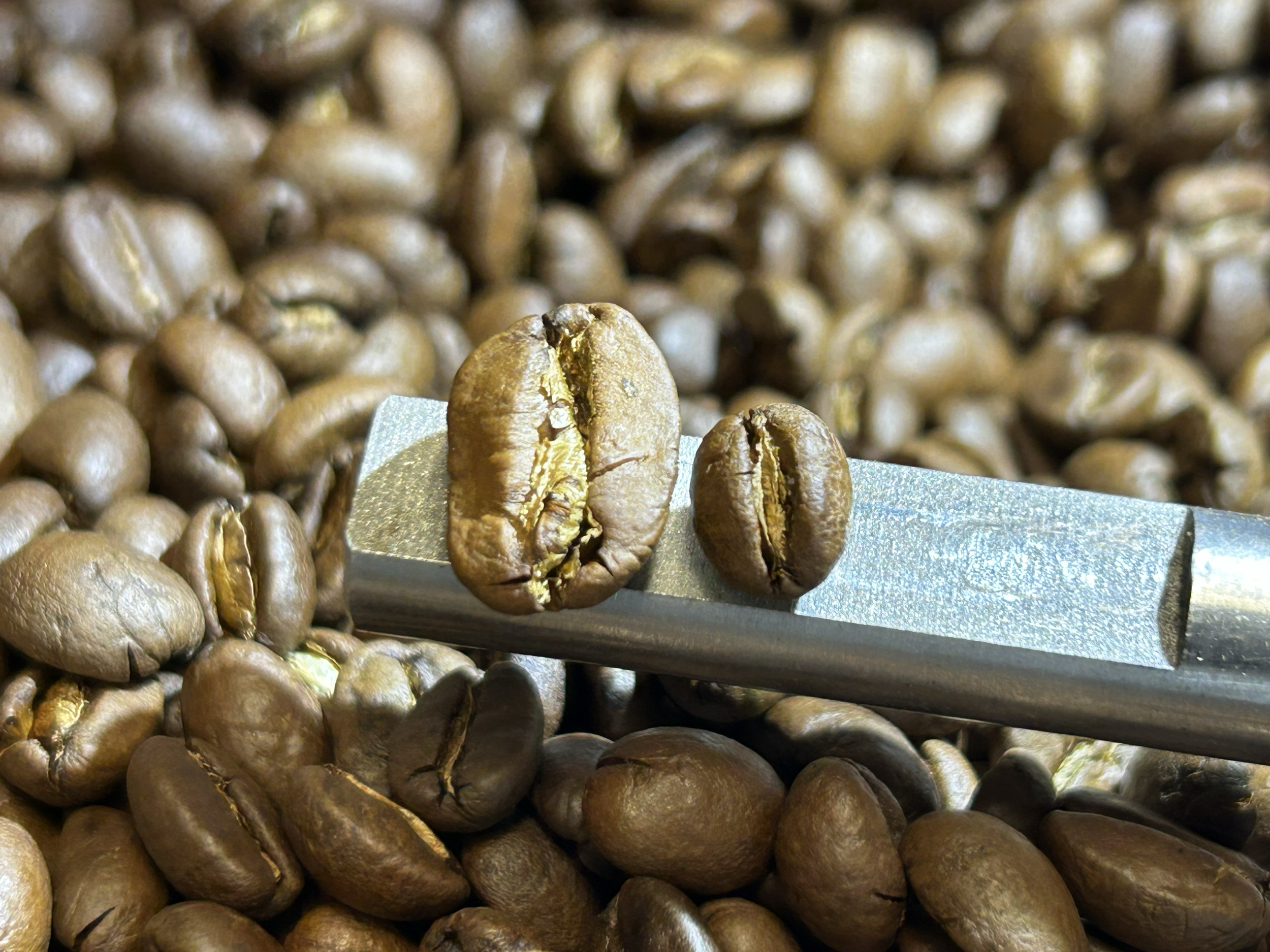 Close-up view of roasted coffee beans with a silver scoop resting among them.