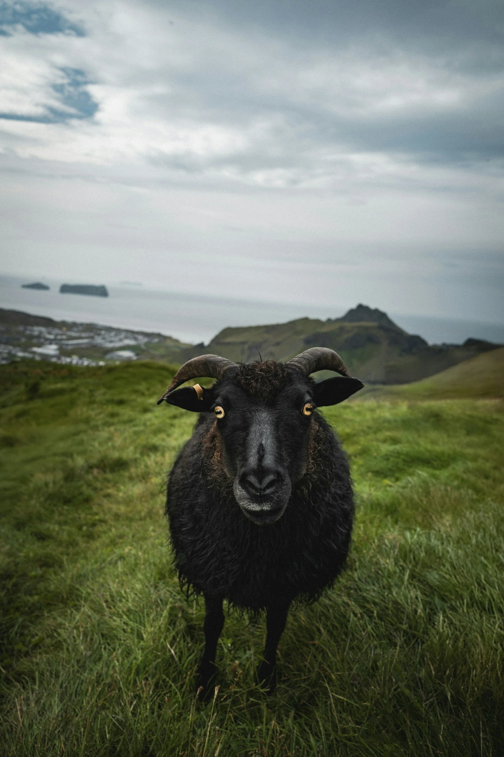 A black goat with curved horns standing on grassy hills with a cloudy sky and distant ocean in the background.