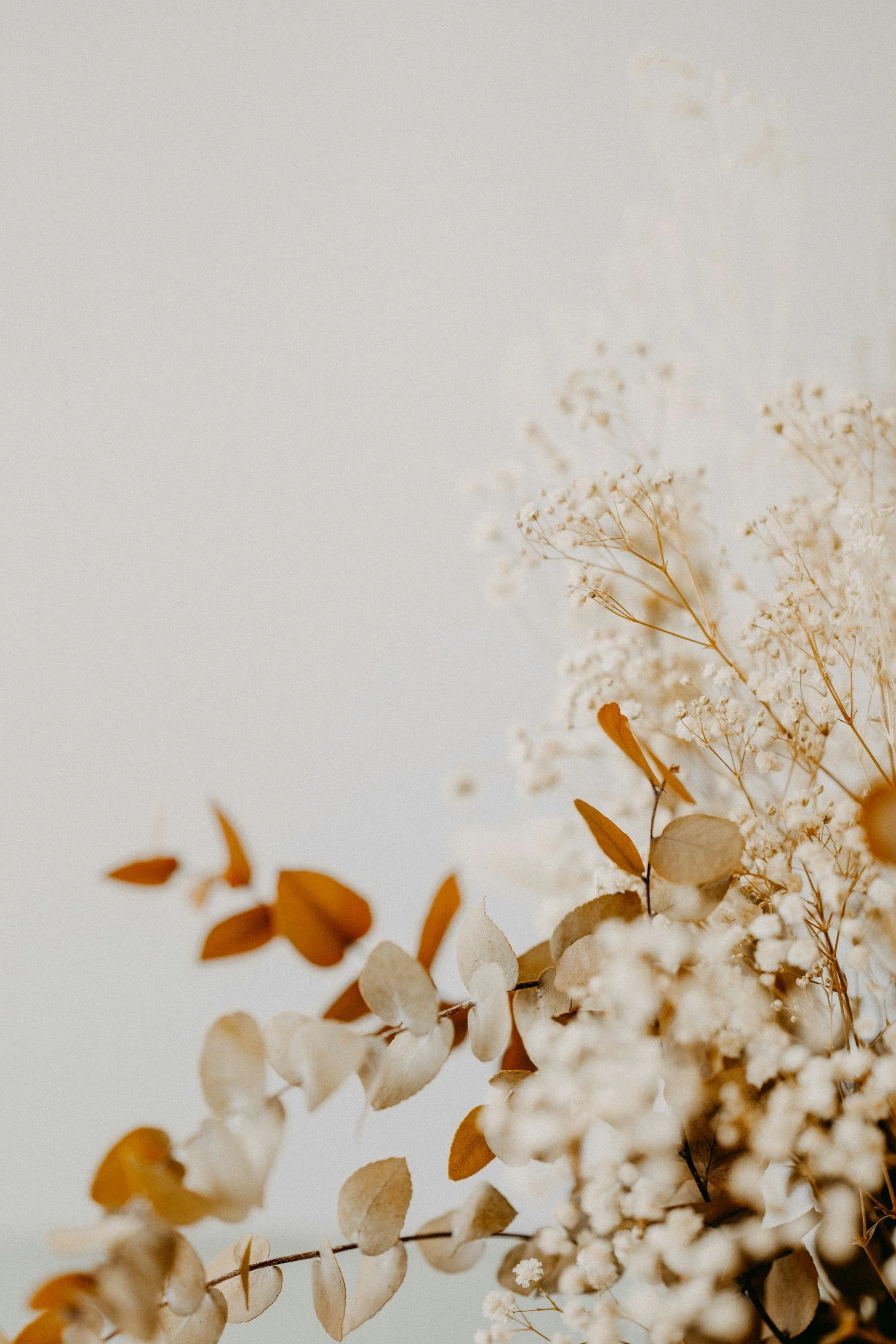 Close-up of dried flowers and leaves in neutral tones against a white background.