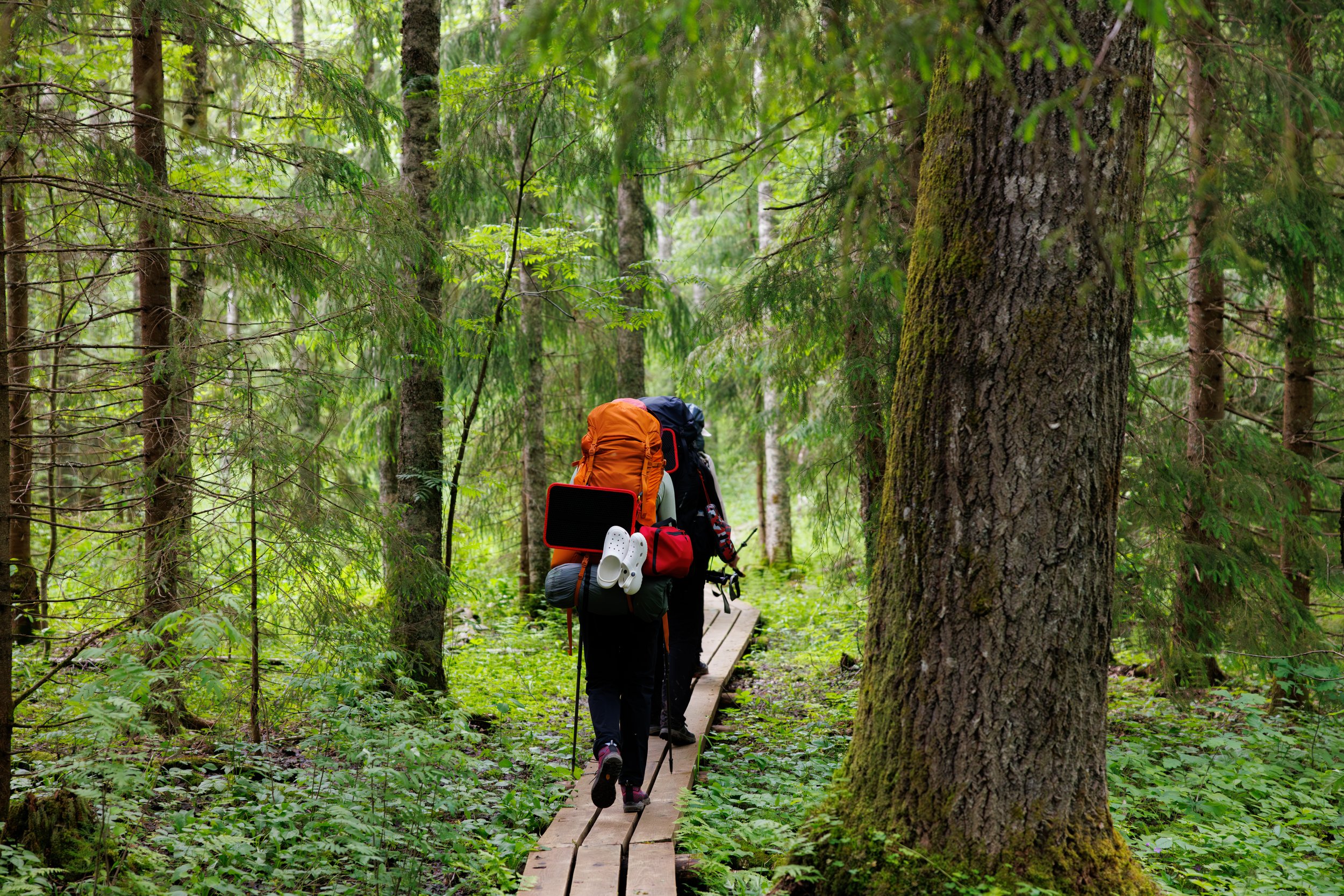 Zwei Menschen mit großßen Wanderrucksäcken laufen auf einem schmalen Holzsteg durch einen Wald. Die Personen sind von hinten zu sehen.