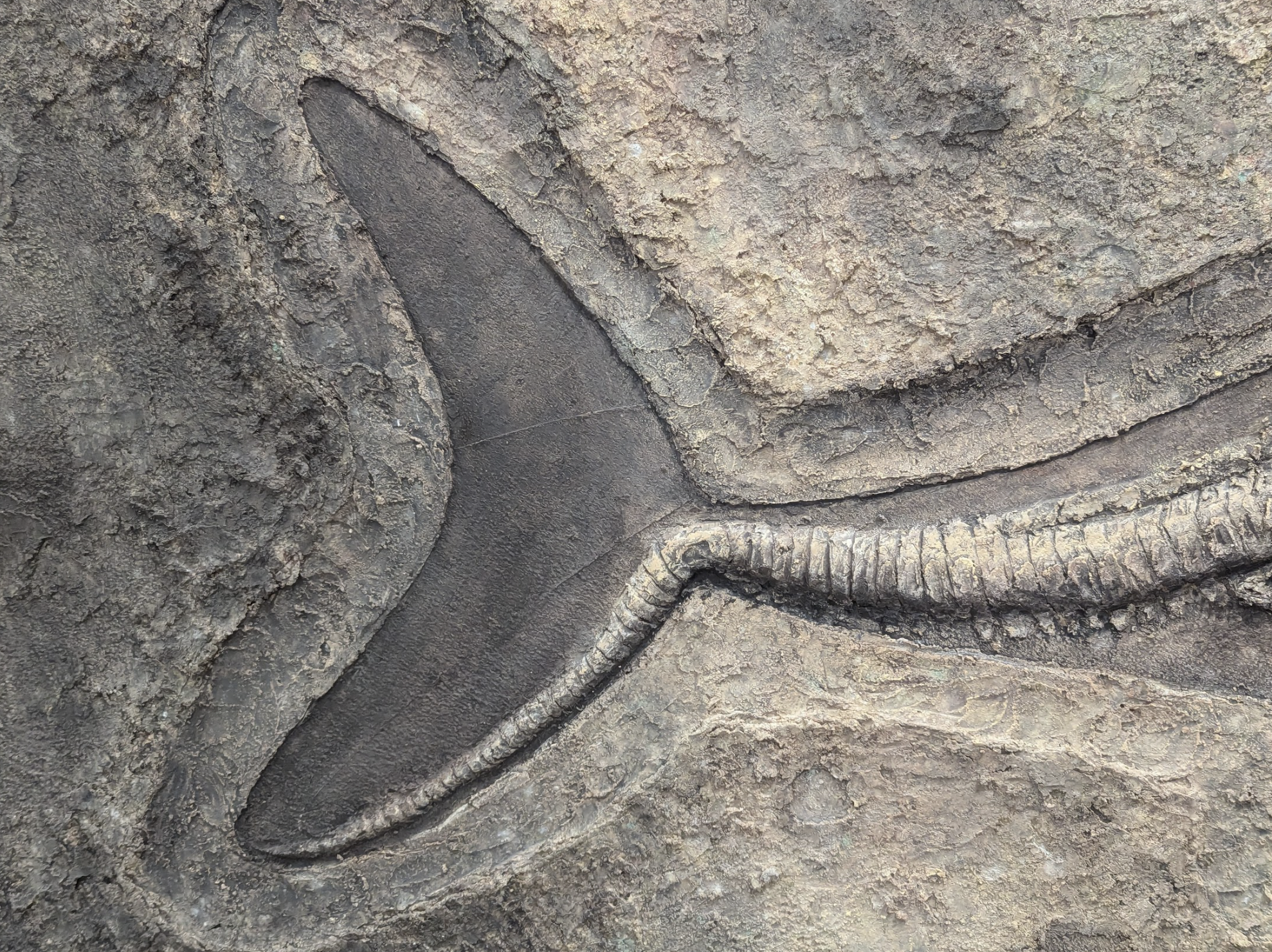 Plaster Texture for Ichthyosaur Fossil.