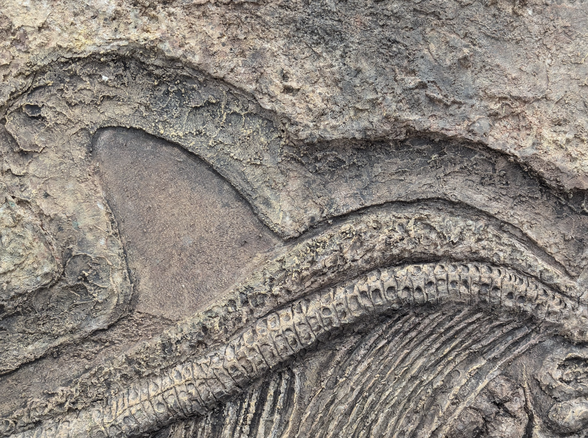 Plaster Texture for Ichthyosaur Fossil.
