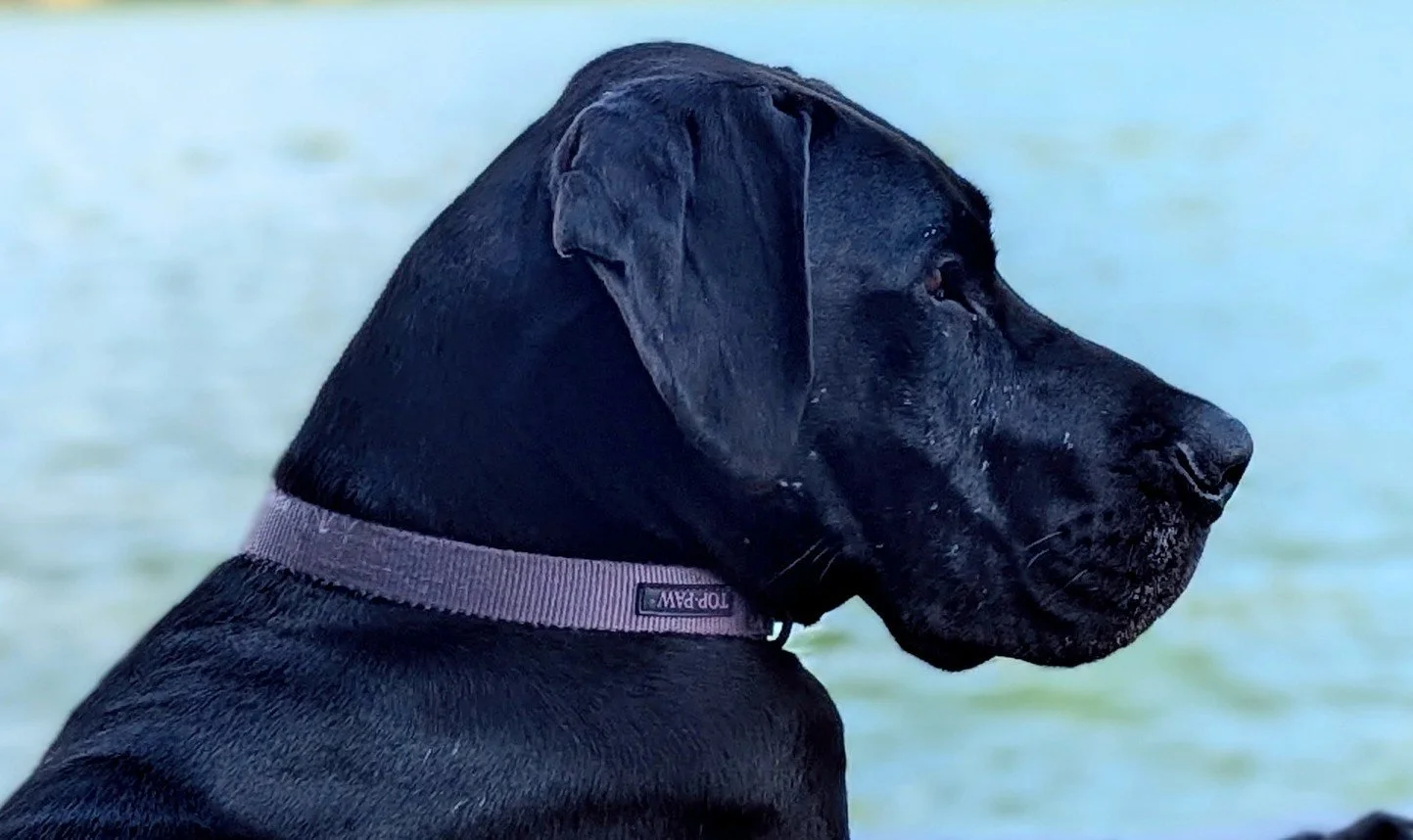 01_lilli_lake_profile.jpg