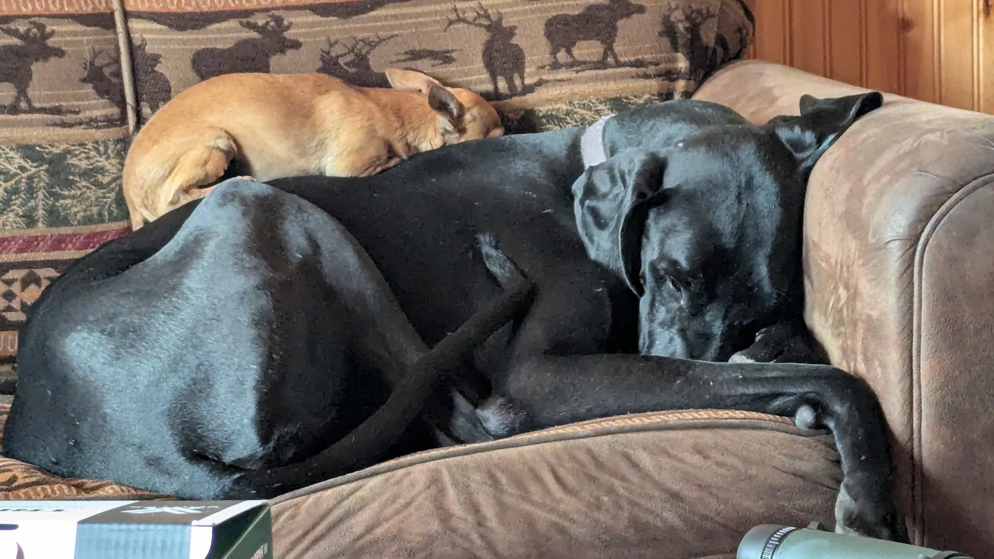10_couch_nap.jpg