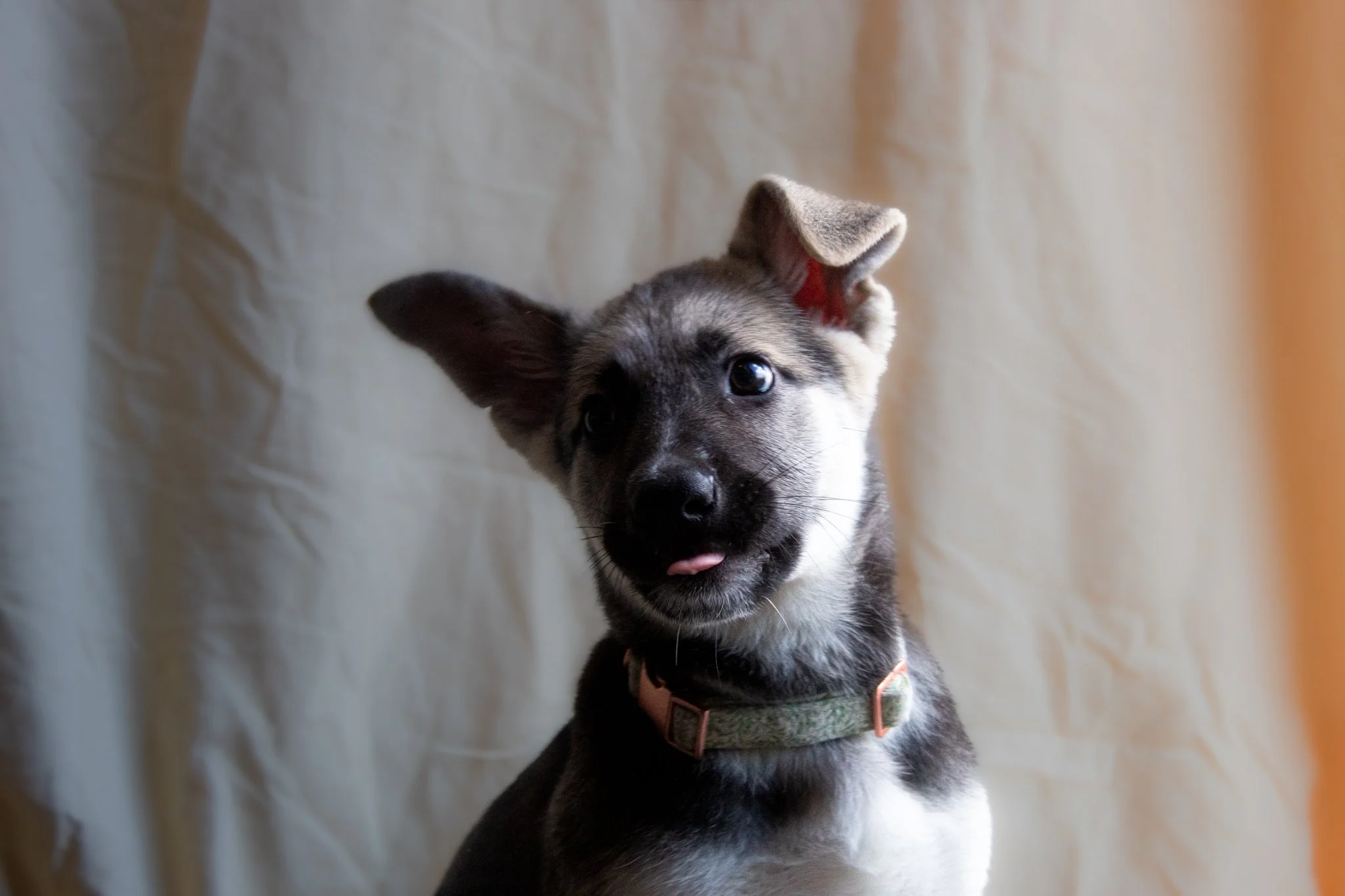 Cute black and white puppy with one ear flopped over and tongue slightly sticking out, sitting in front of a cream-colored background.