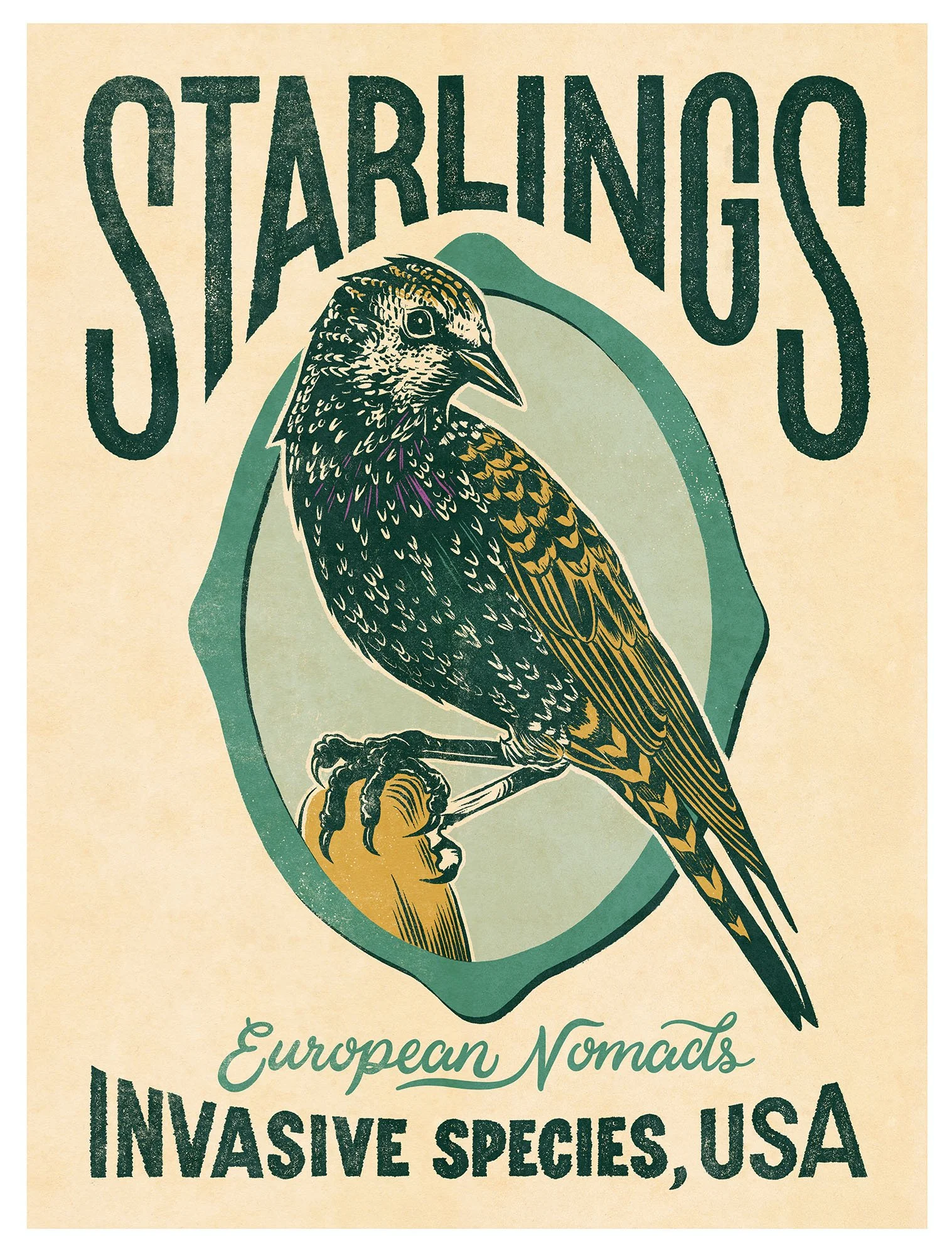 Starlings.jpg