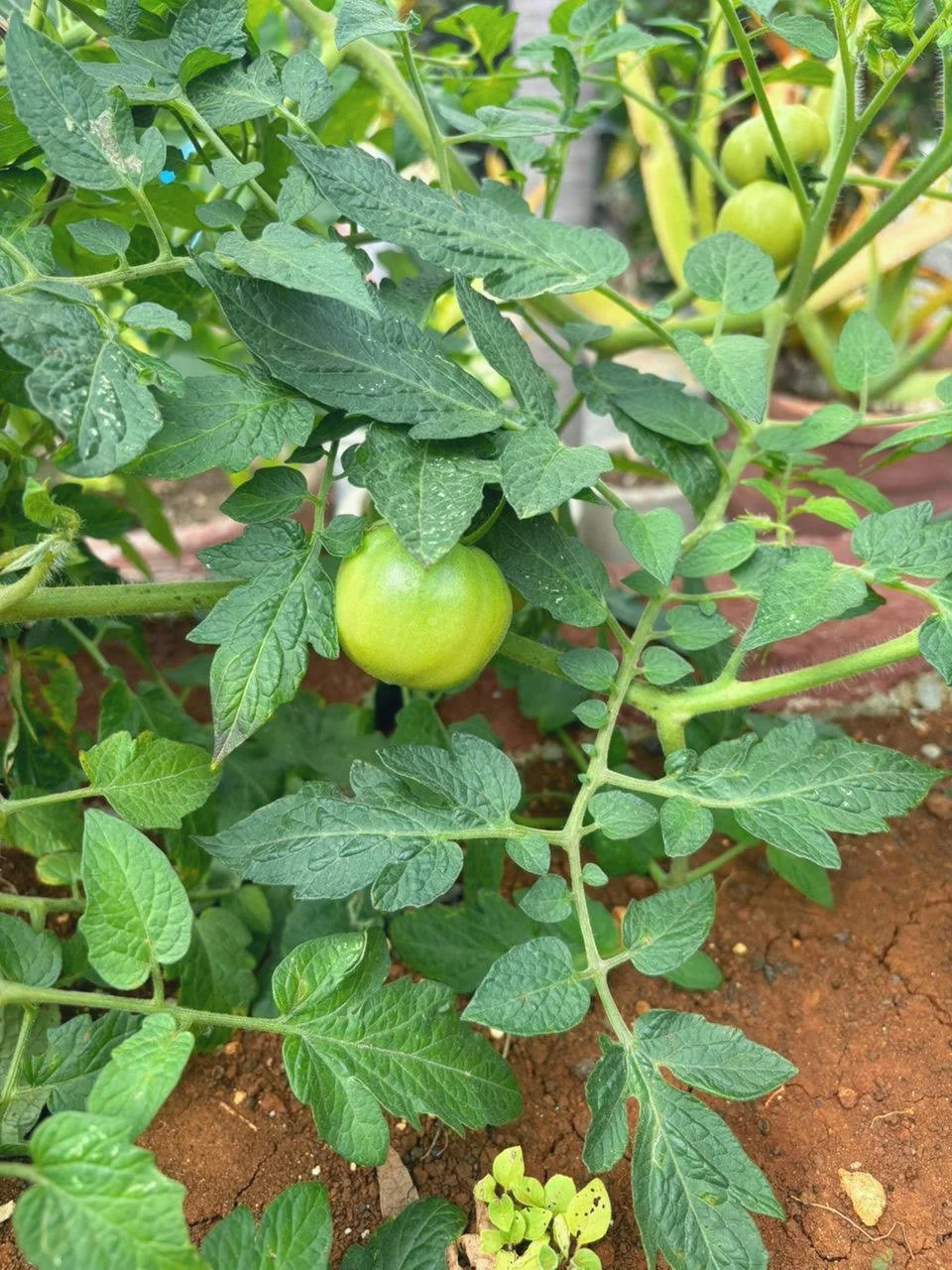 Cuba is facing island-wide food insecurity so our new garden represents a spring of hope for a community in desperate need. 