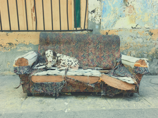 An old, torn-up sofa with a Dalmatian dog lying on it, situated outdoors against a weathered wall.